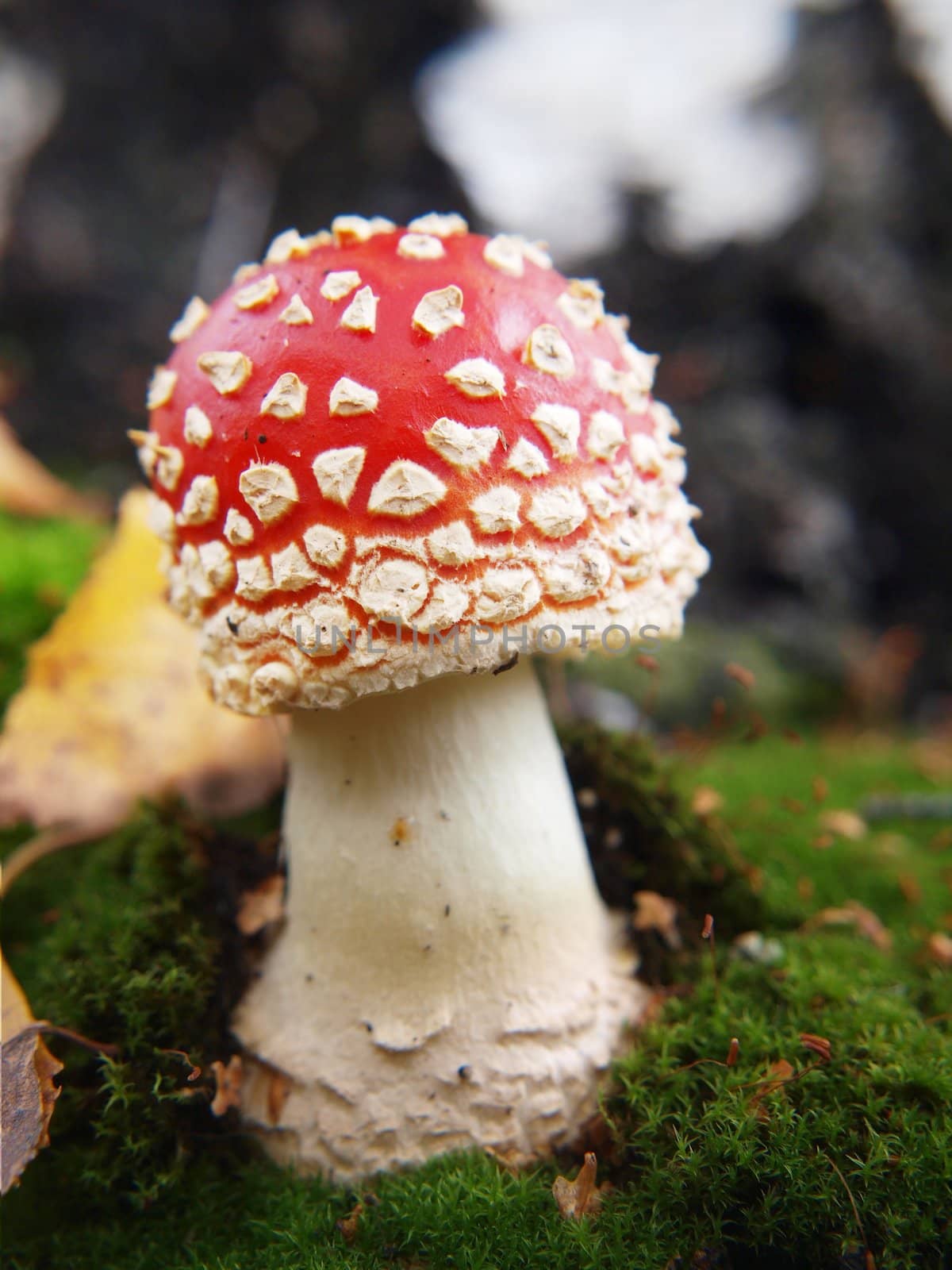  Toadstool mushroom, isolated, closeup in the grass by Arvebettum