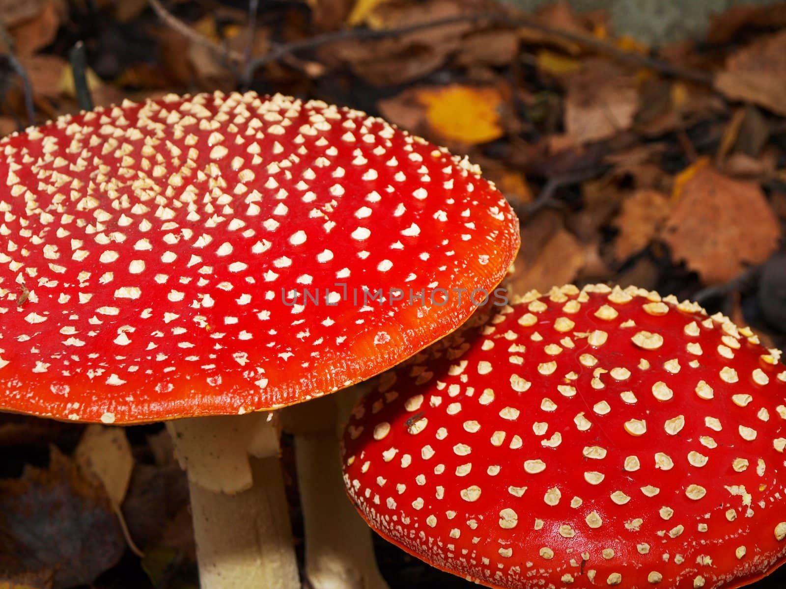  Toadstool mushroom, isolated, closeup in the grass