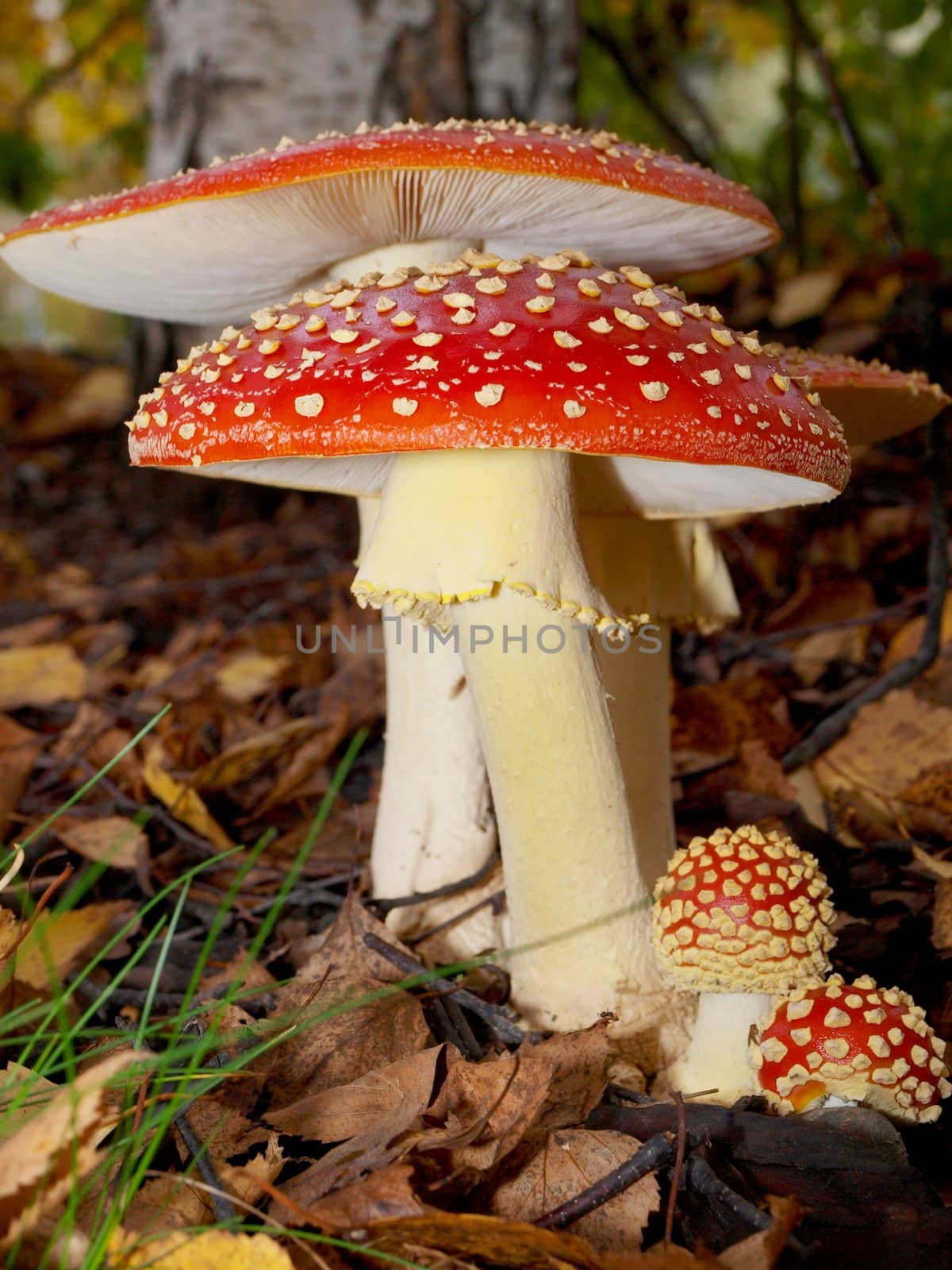  Toadstool mushroom, isolated, closeup in the grass