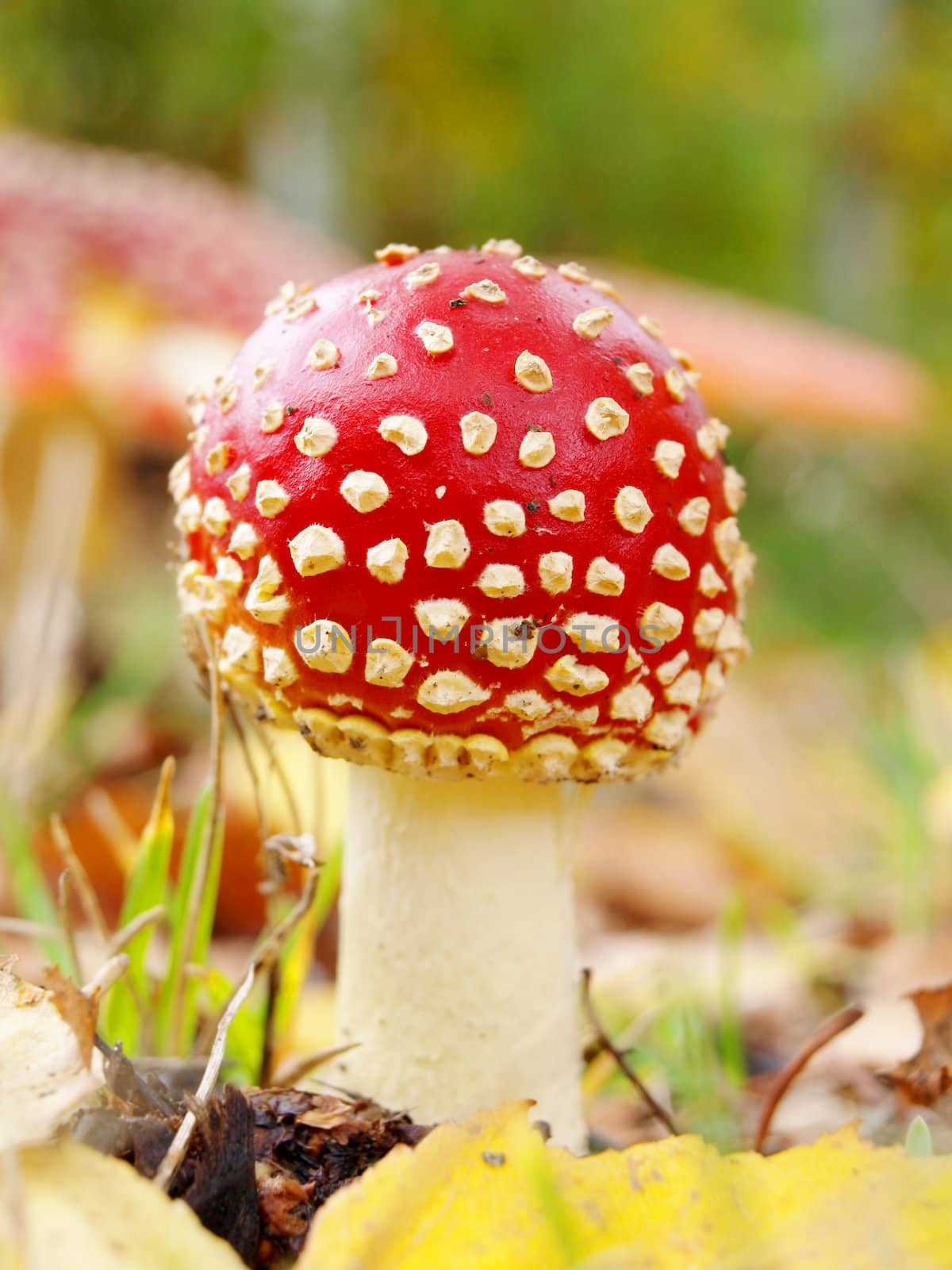  Toadstool mushroom, isolated, closeup in the grass