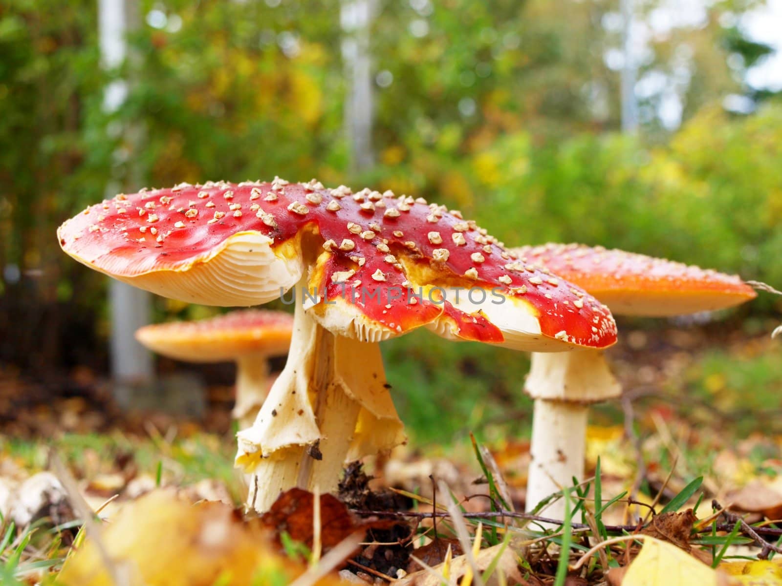  Toadstool mushroom, isolated, closeup in the grass by Arvebettum