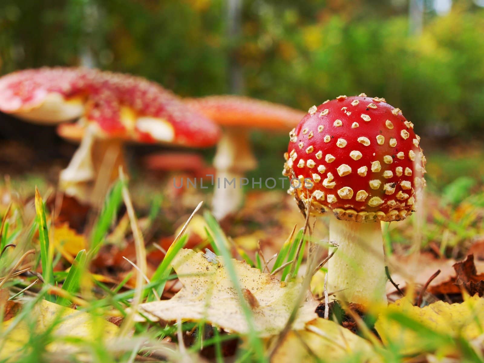  Toadstool mushroom, isolated, closeup in the grass by Arvebettum