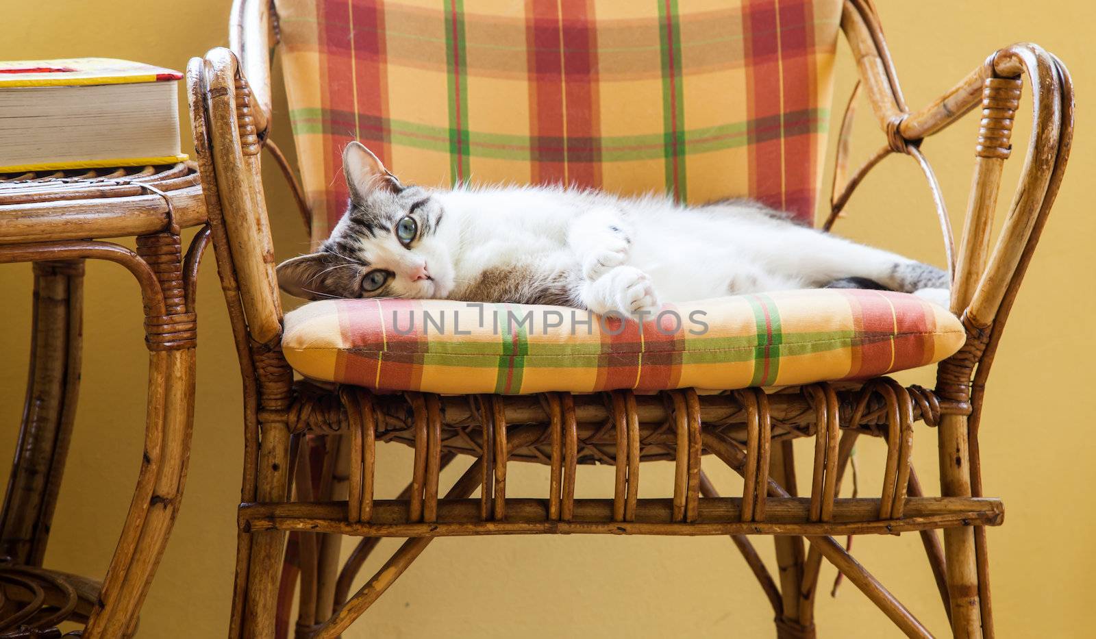 Beautiful cat resting on a elegant wicker chair; daylight.