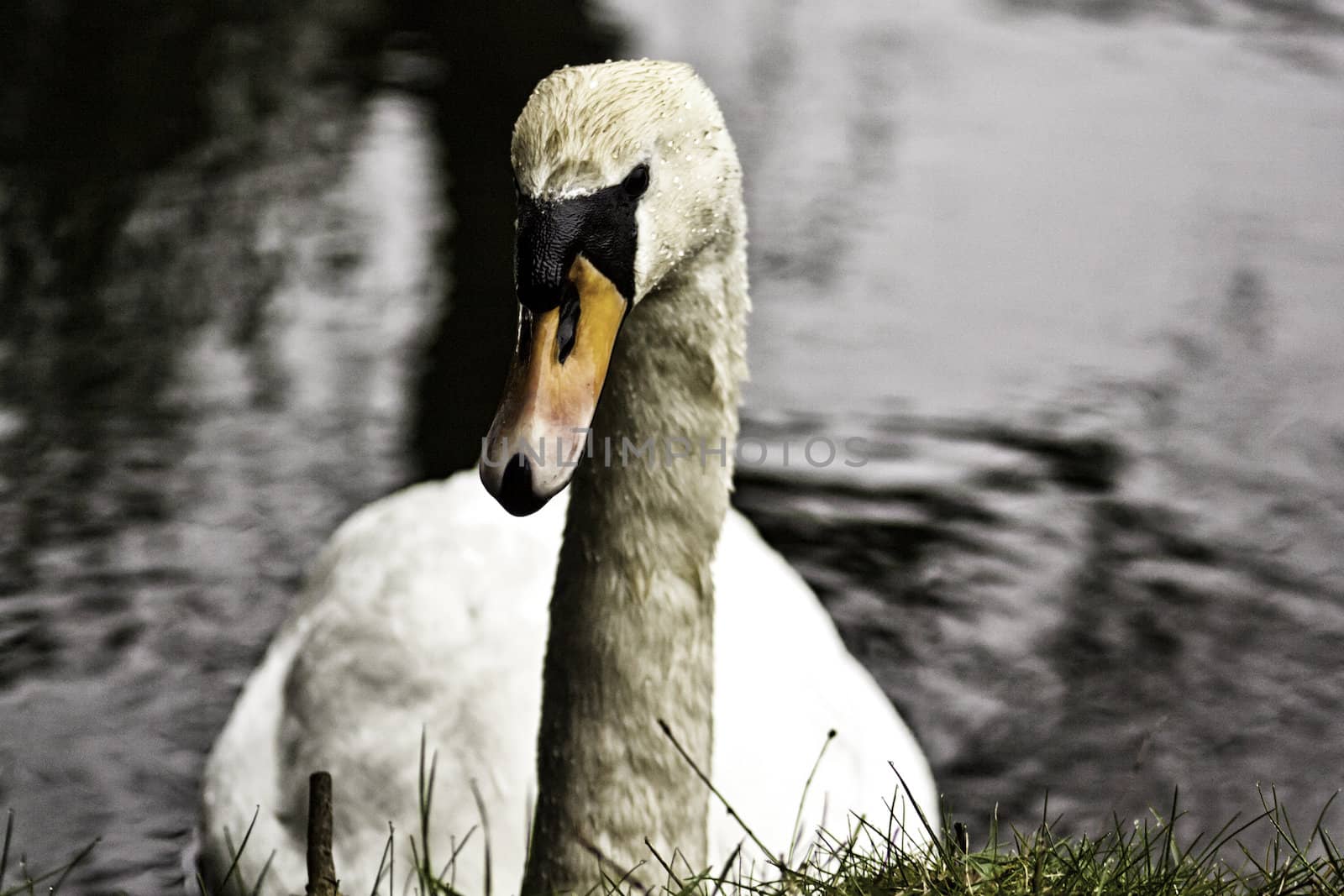 White swan in water by jrock635