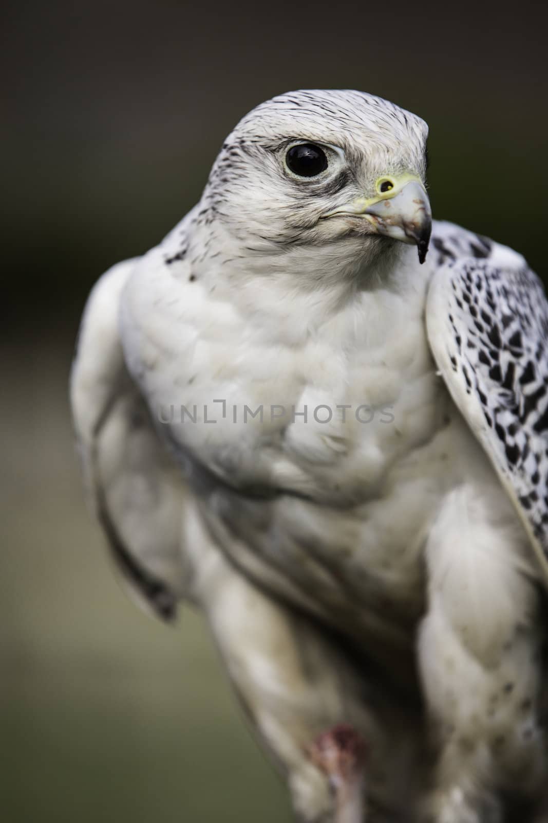 Closeup of a large white gyrfalcon , Falco rusticolis, a fierce bird of prey and popular bird for use in falconry