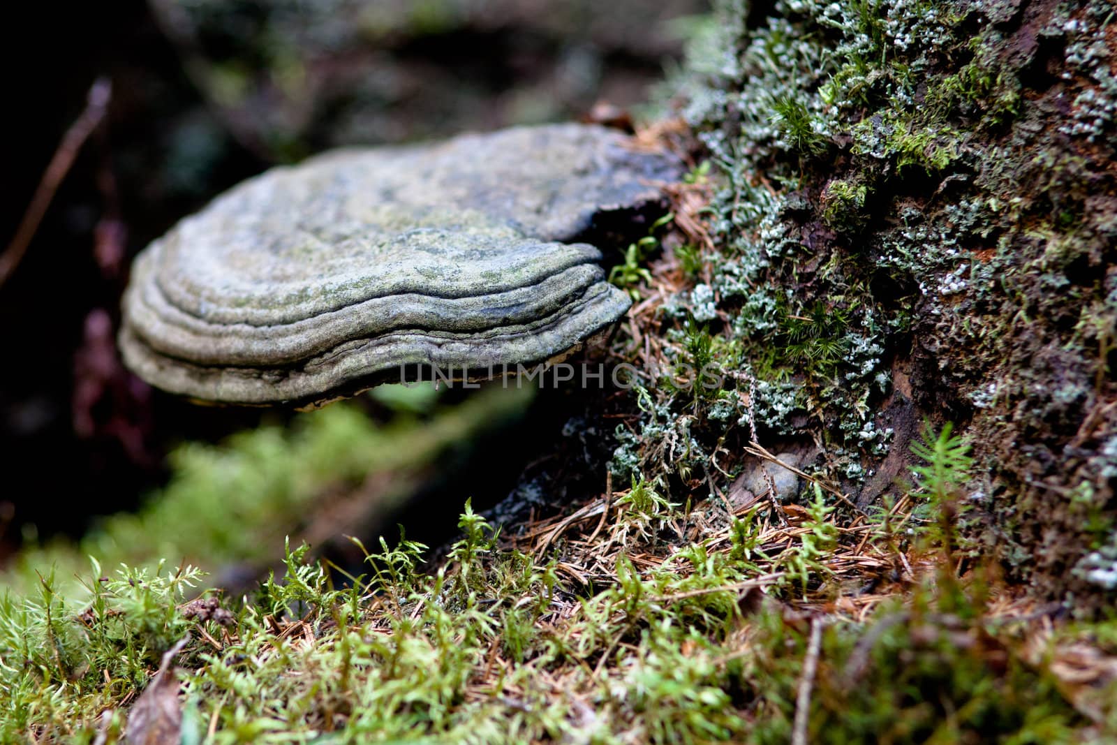 A tree fungus on an old stump
