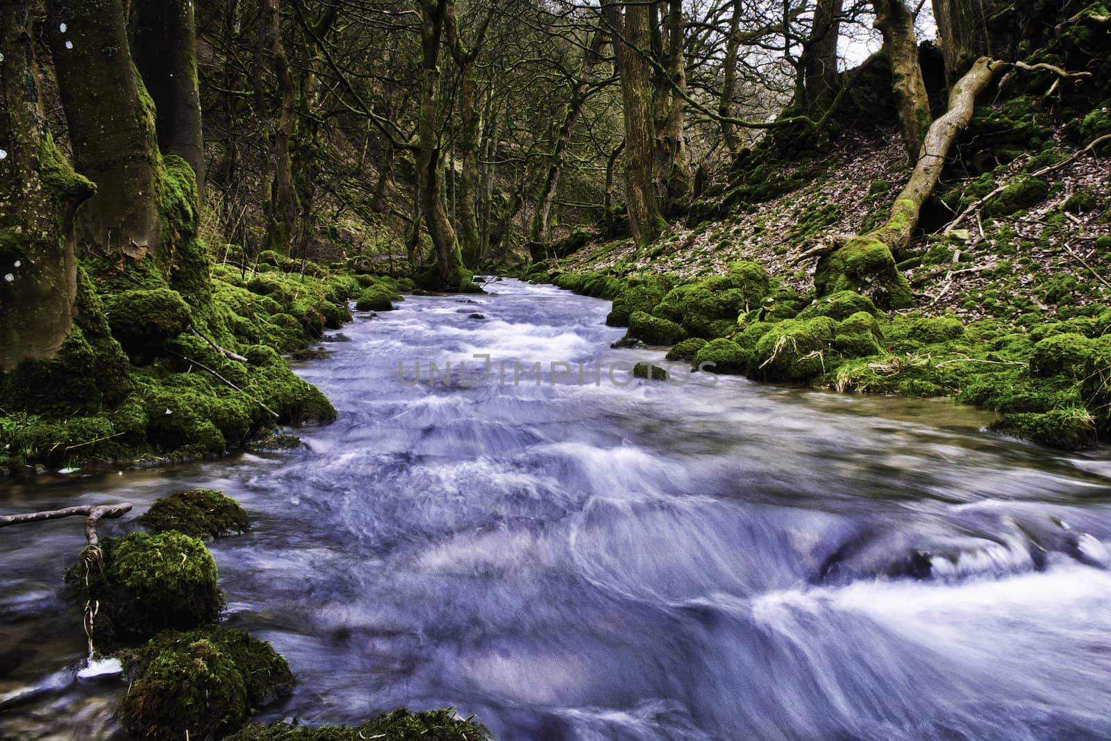 Long exposure with silky water of a stream or small river flowing through mossy woodland with forest trees