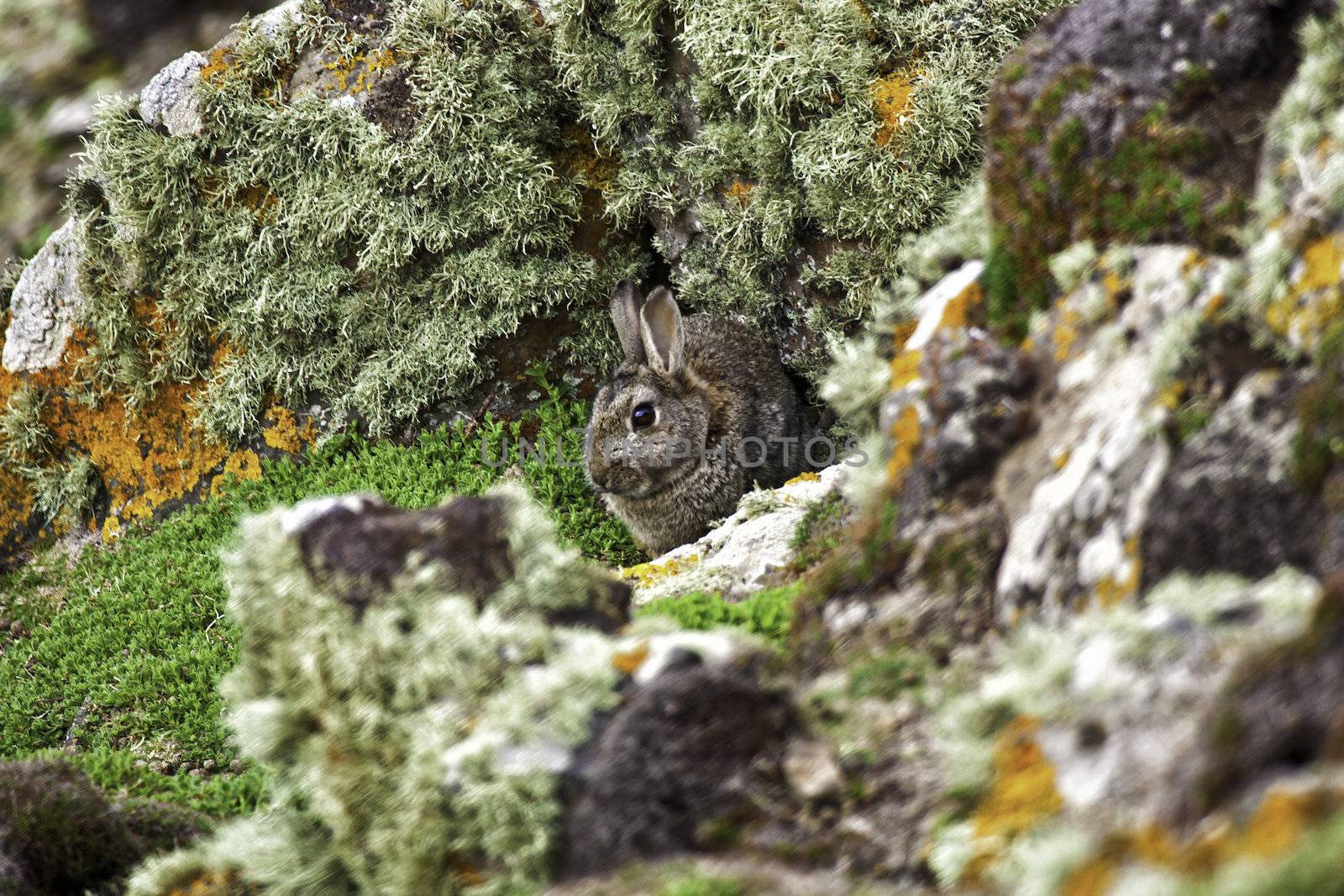 Wild rabbit sheltering behind rocks keeping a watchful eye on the camera