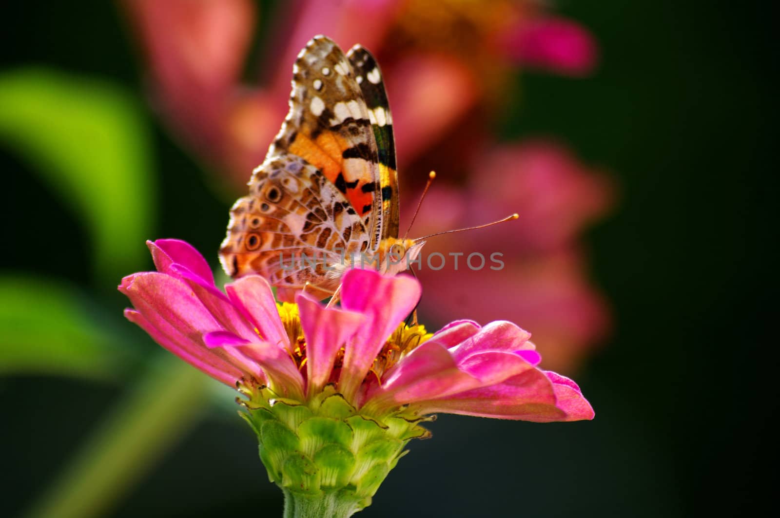 Butterfly & flower (lepidoptera) by Leont
