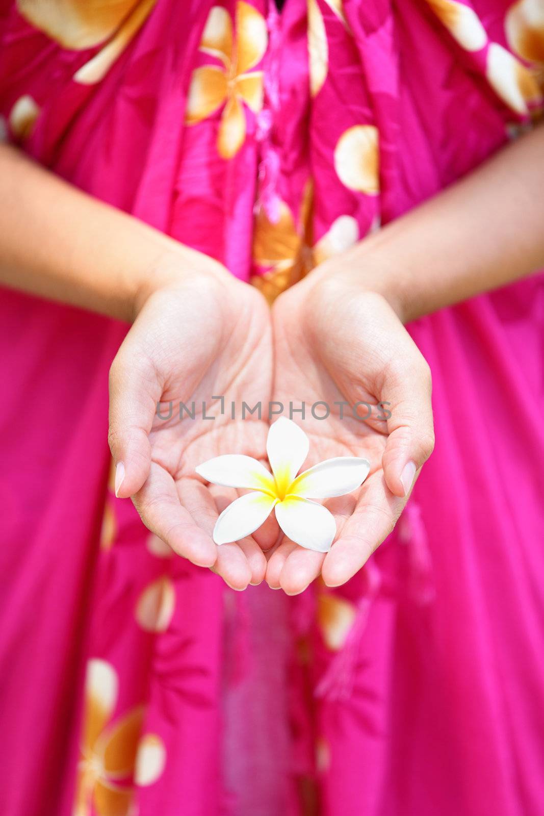 Hawaiian flower in cupped hands of woman wearing sarong. Hawaii concept with typical Plumeria flowers.