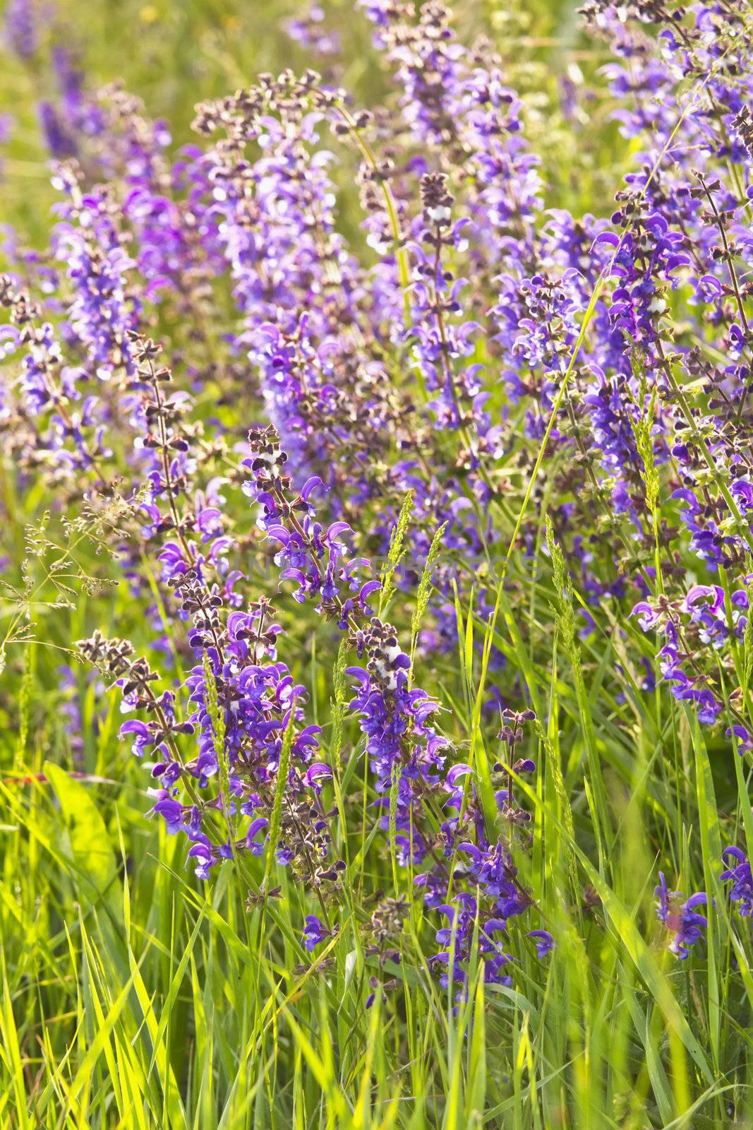 Close up of branches of lavender in a field