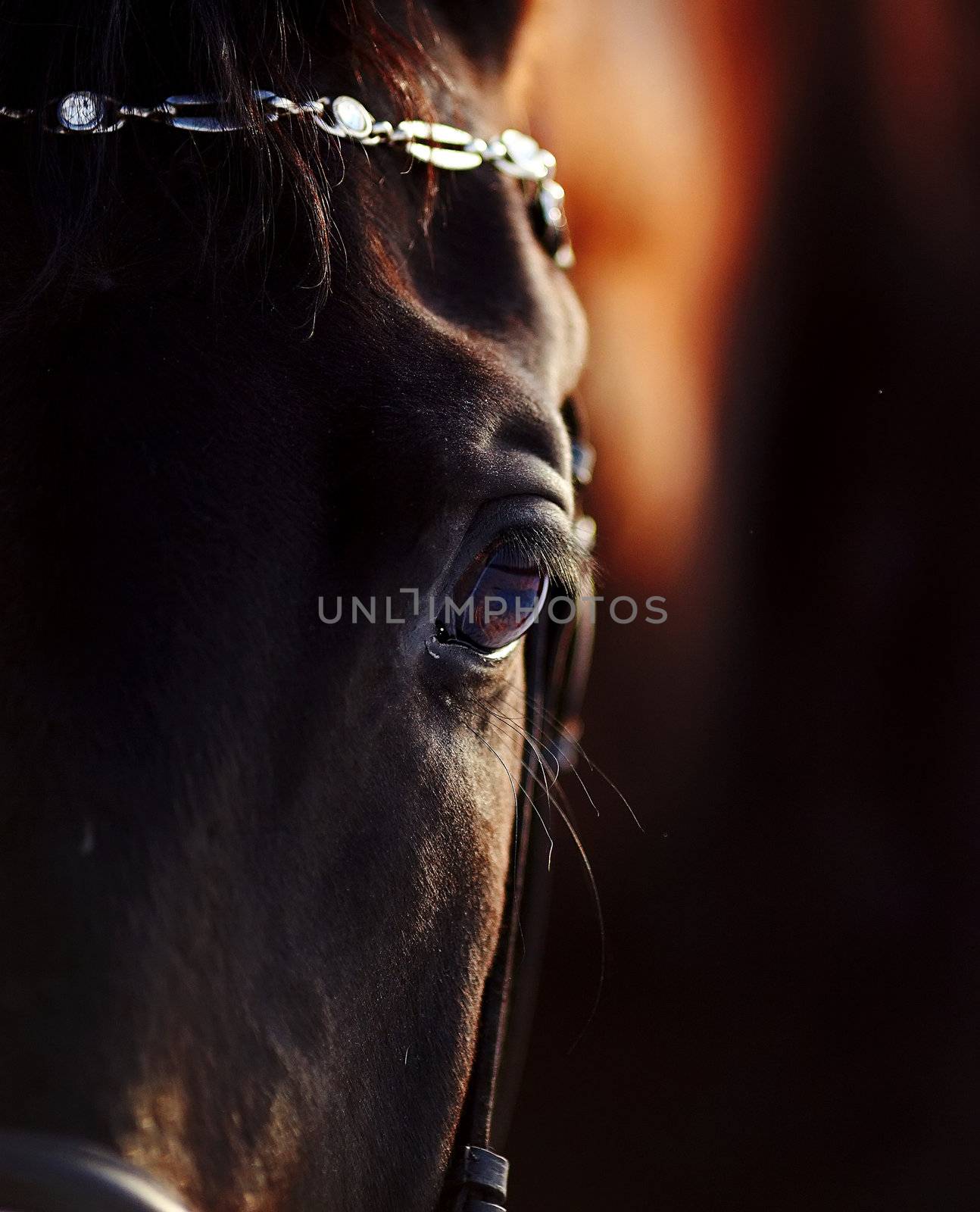 Eye of a horse. Portrait of a horse. Sports horse. Thoroughbred stallion. Muzzle of a horse. Saddle horse.