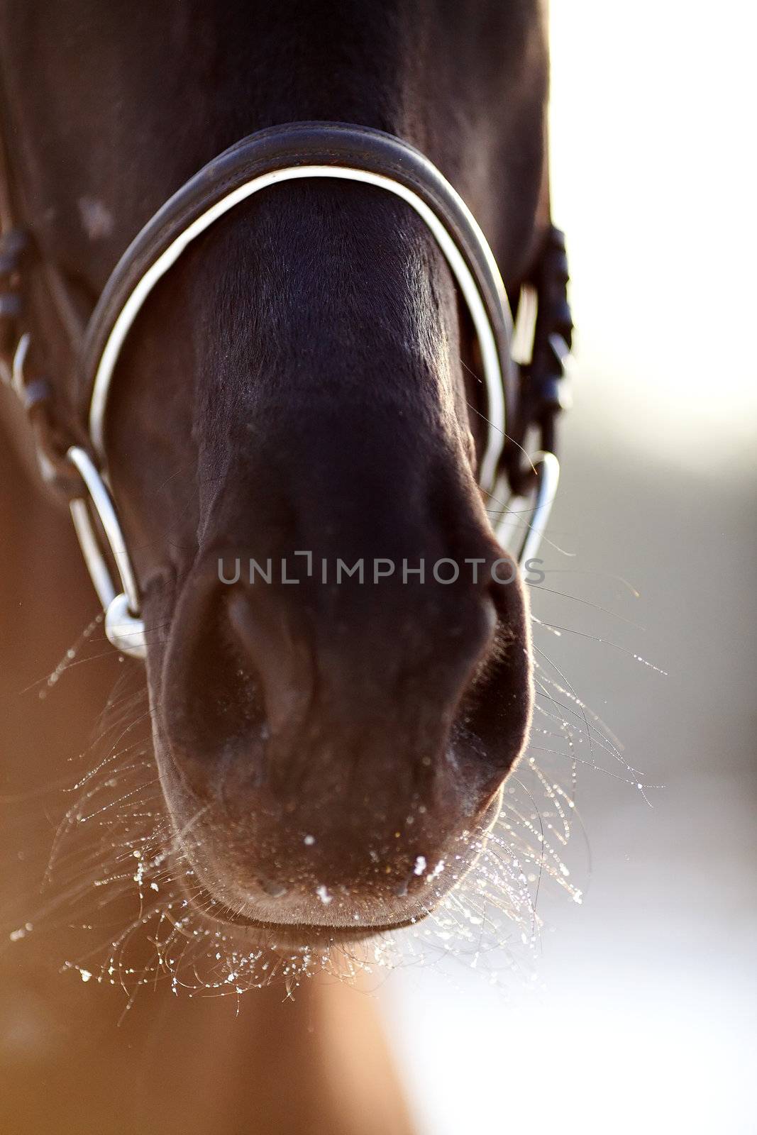 Nose of a horse. by Azaliya