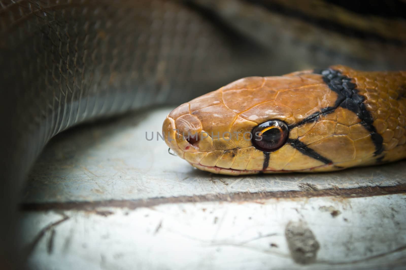 Snakes, venomous reptiles