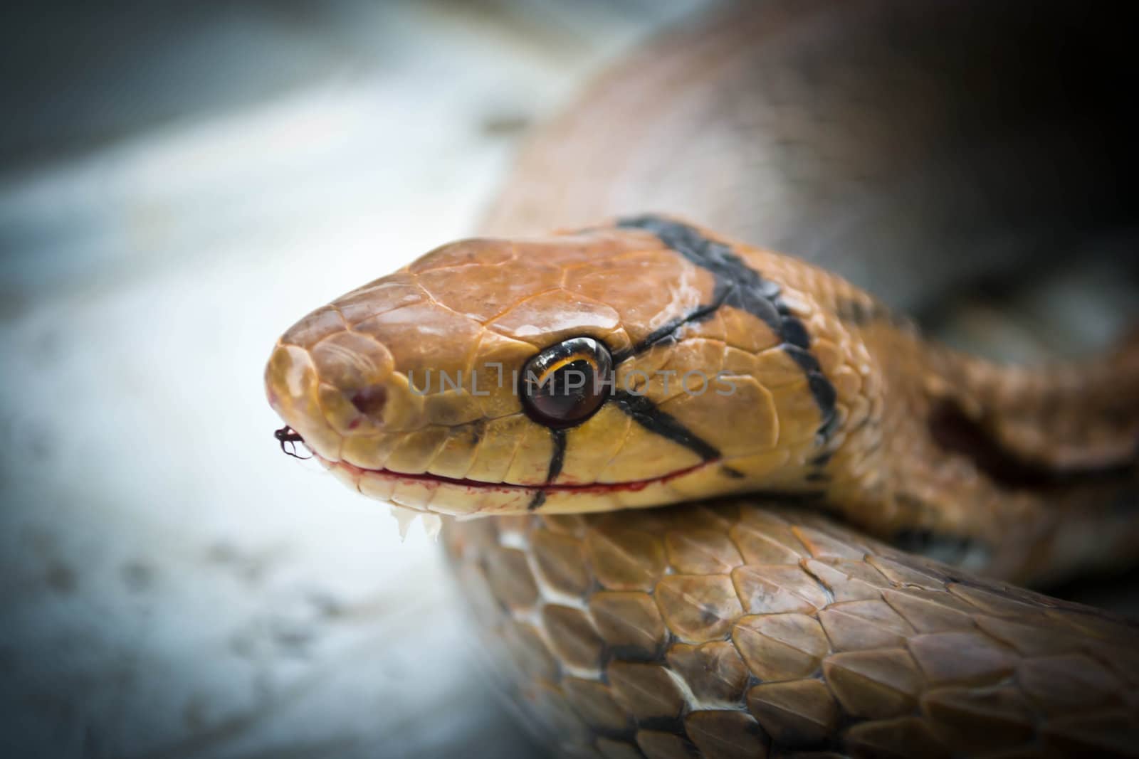 Snakes, venomous reptiles