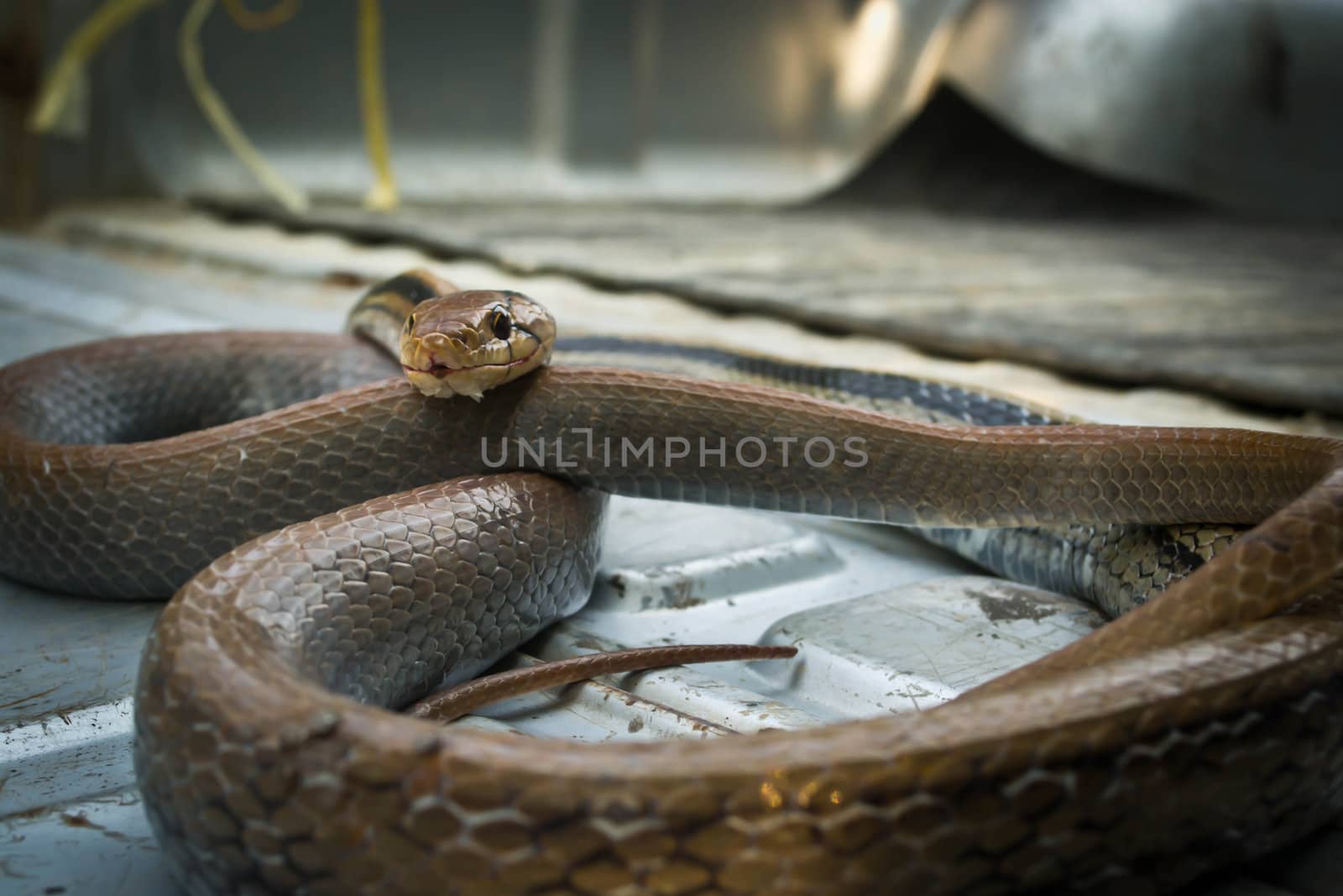 Snakes, venomous reptiles