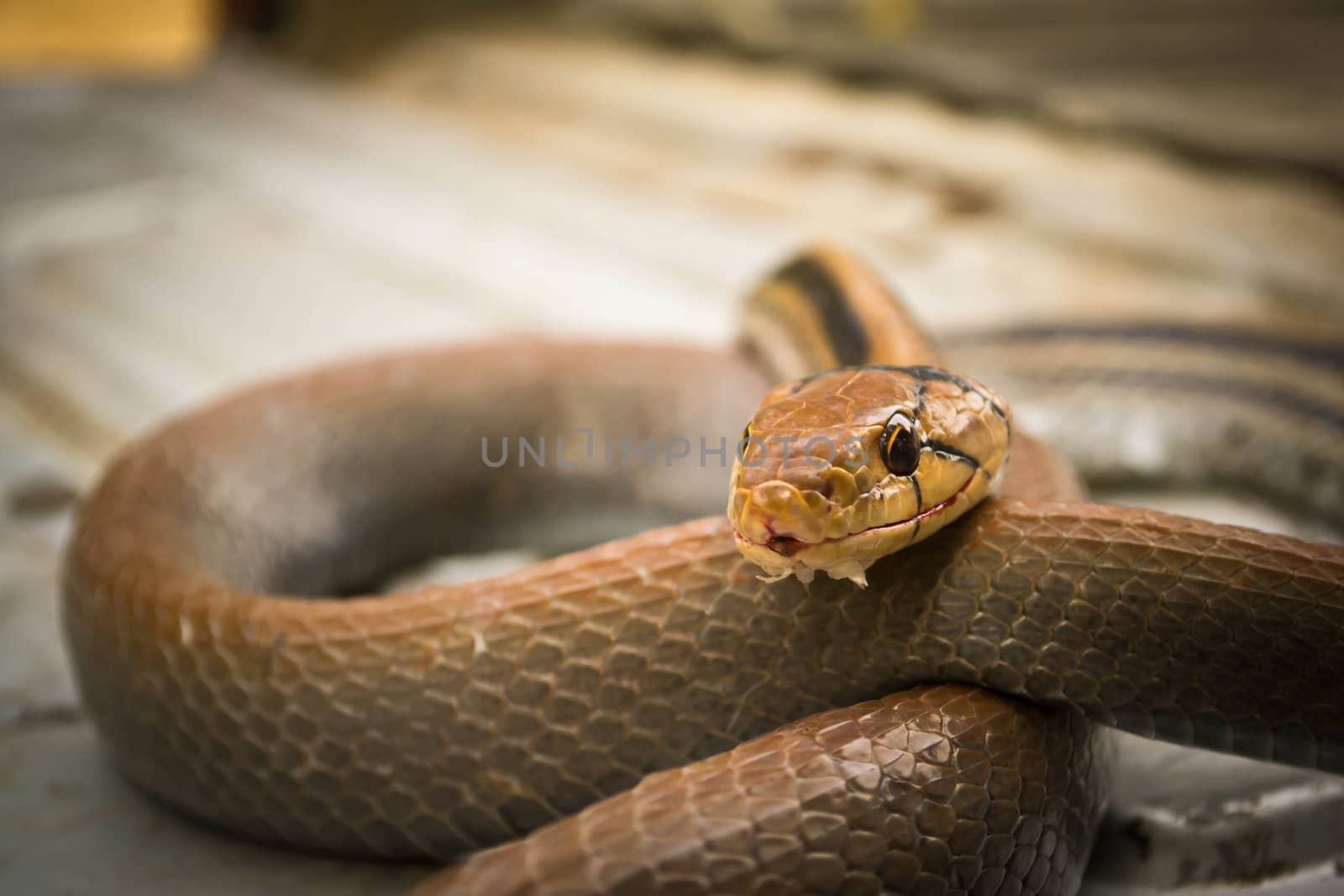 Snakes, venomous reptiles