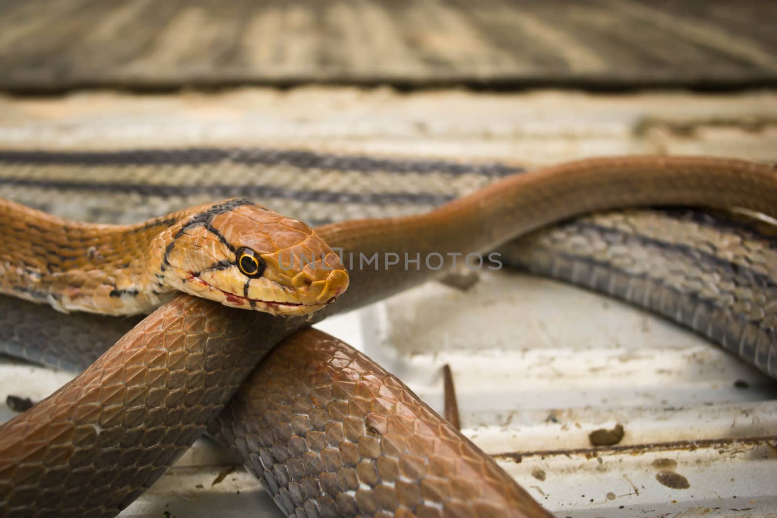 Snakes, venomous reptiles
