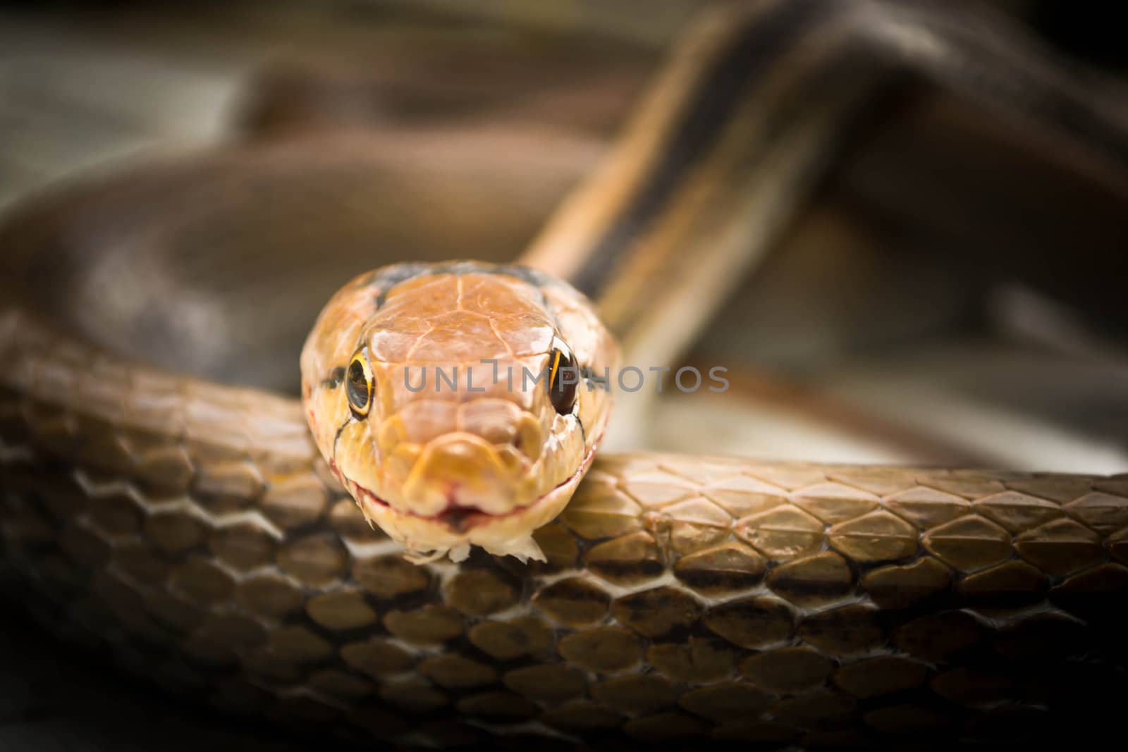 Snakes, venomous reptiles