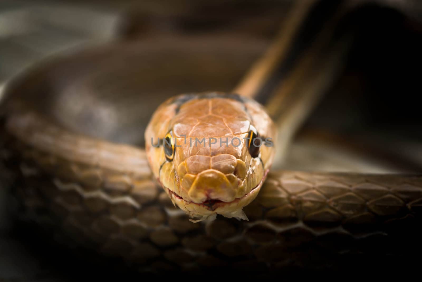 Snakes, venomous reptiles