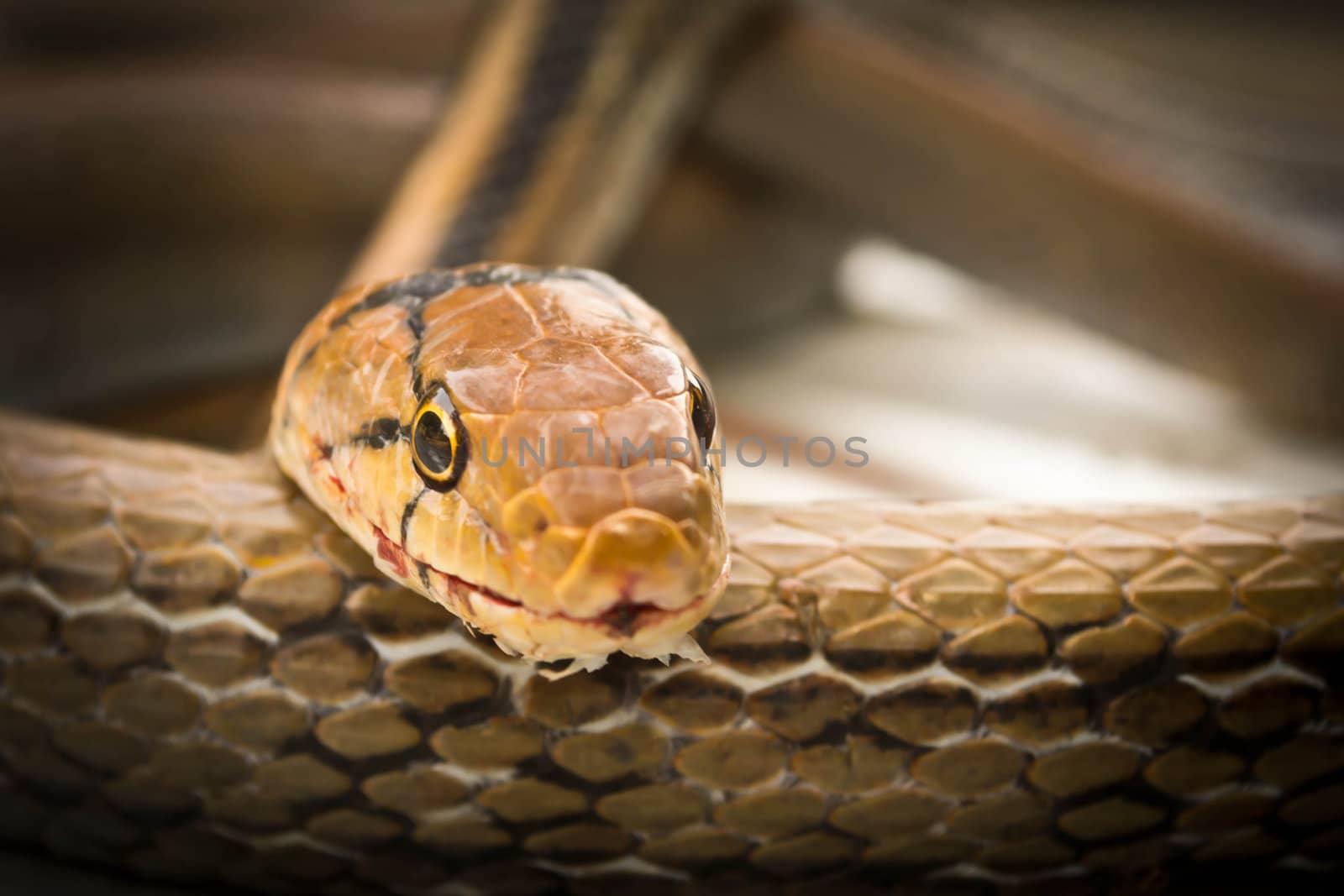 Snakes, venomous reptiles