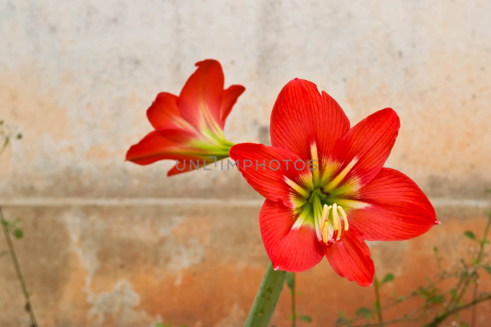 Amaryllis Hippeastrum flower by Thanamat