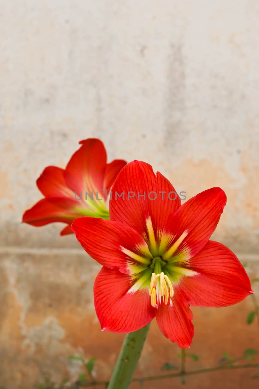 Amaryllis Hippeastrum flower
