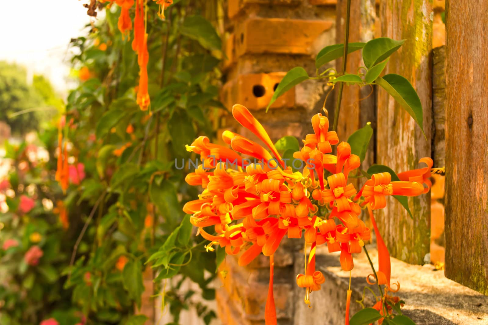 Orange Trumpet/Flame Flower