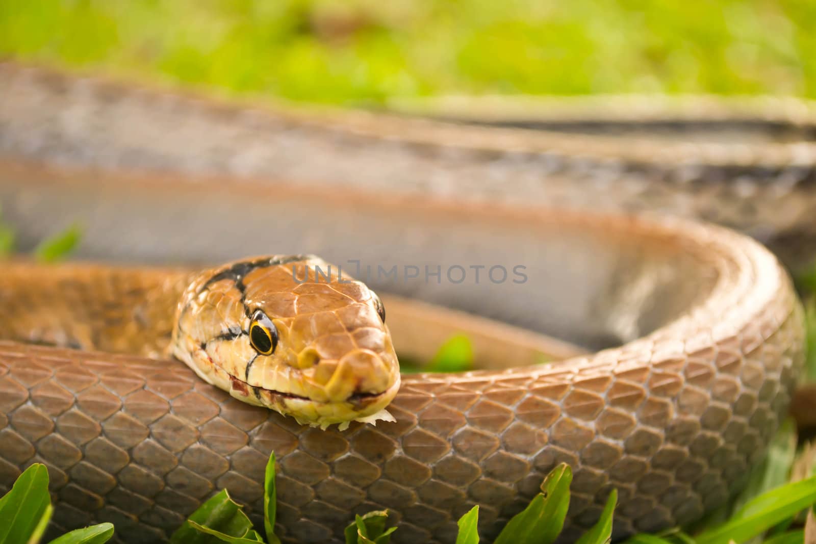 Snakes, venomous reptiles