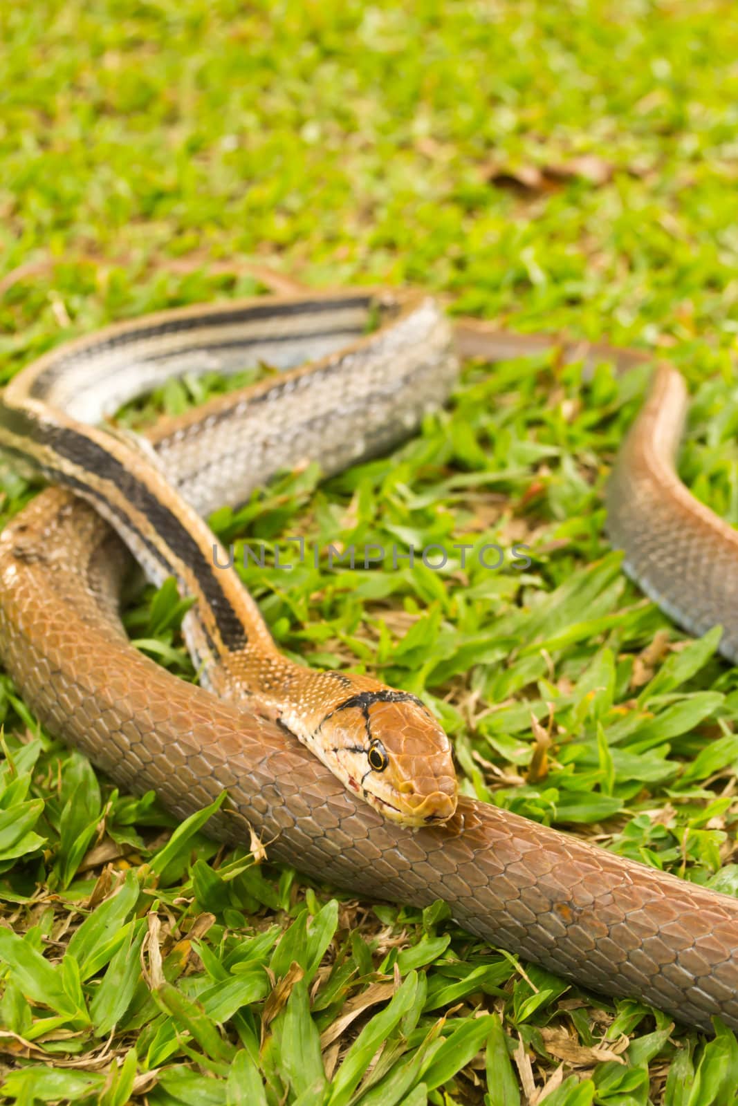 Snakes, venomous reptiles