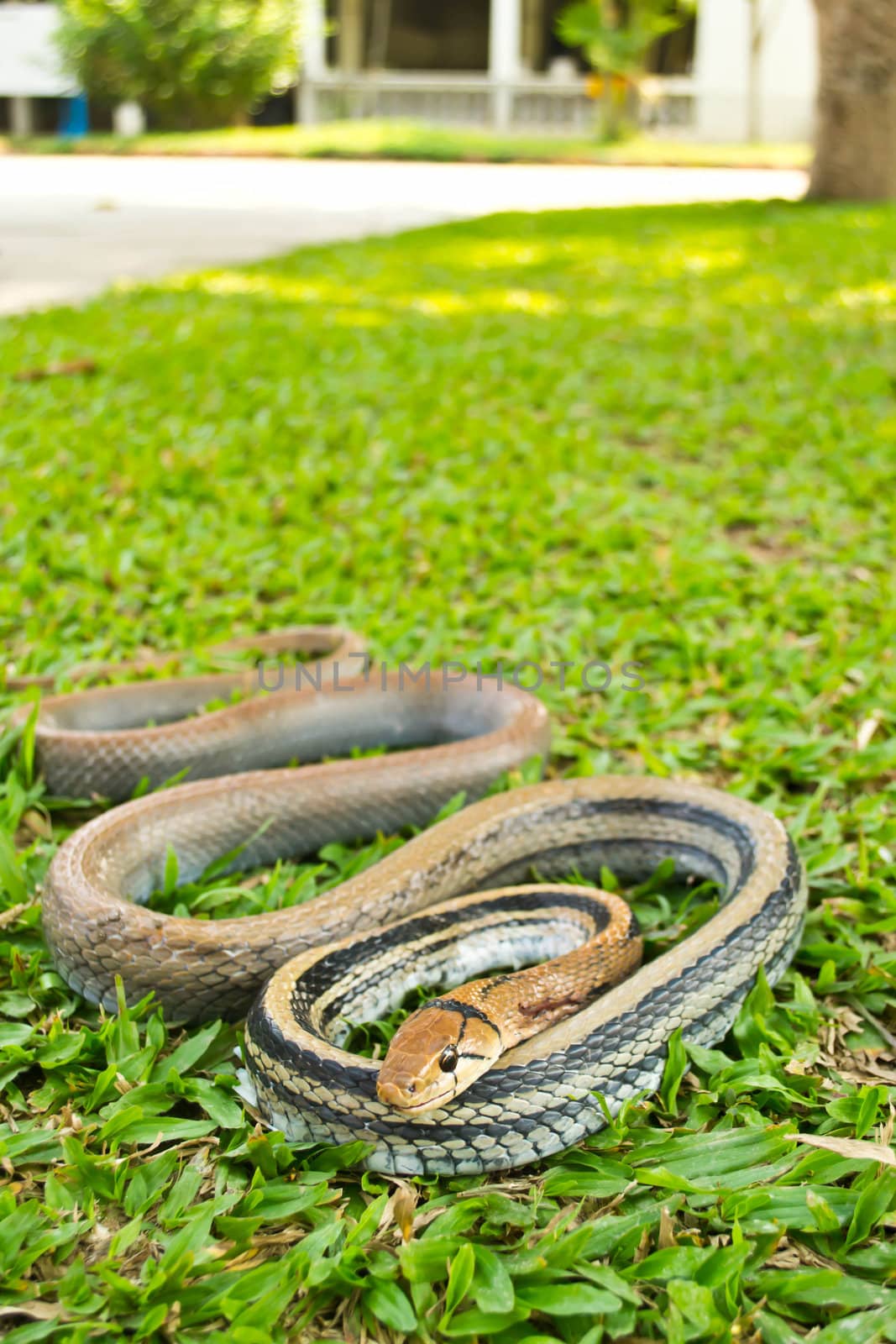 Snakes, venomous reptiles