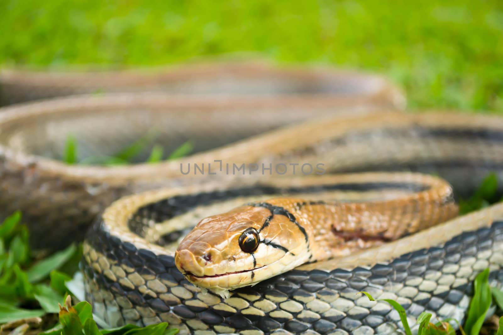 Snakes, venomous reptiles