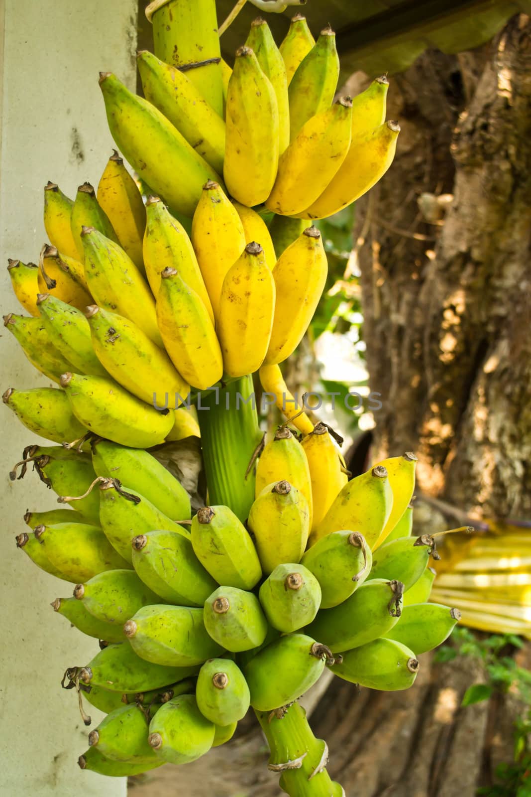 Ripening bananas