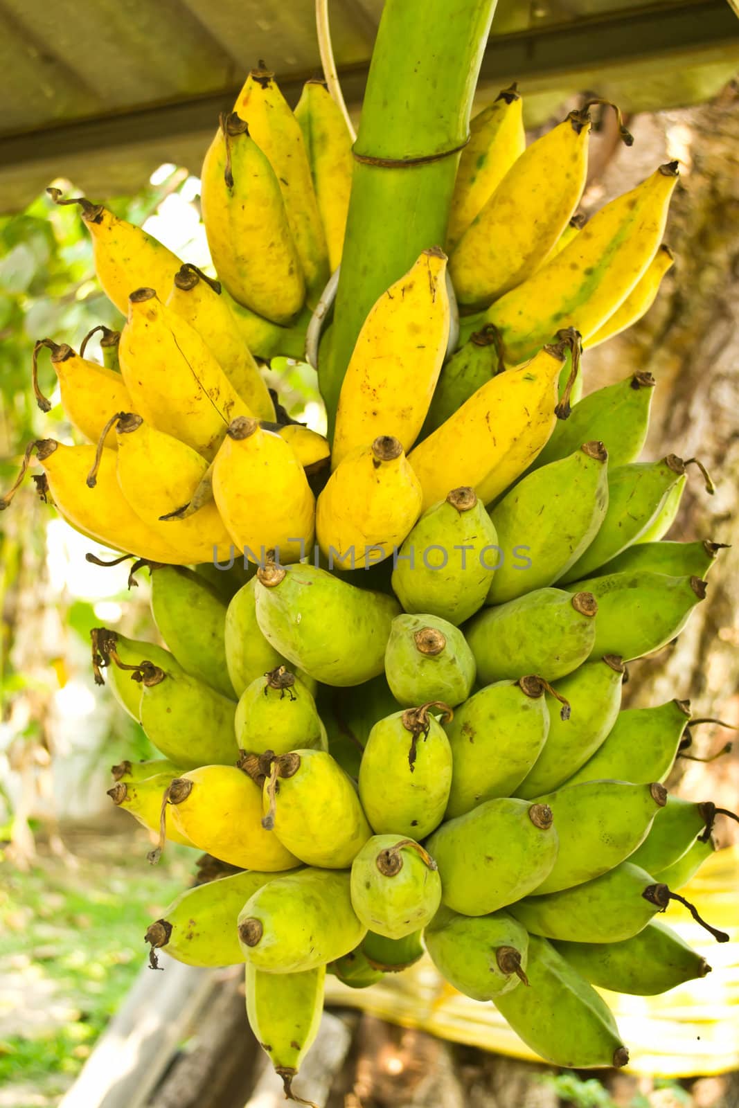 Ripening bananas