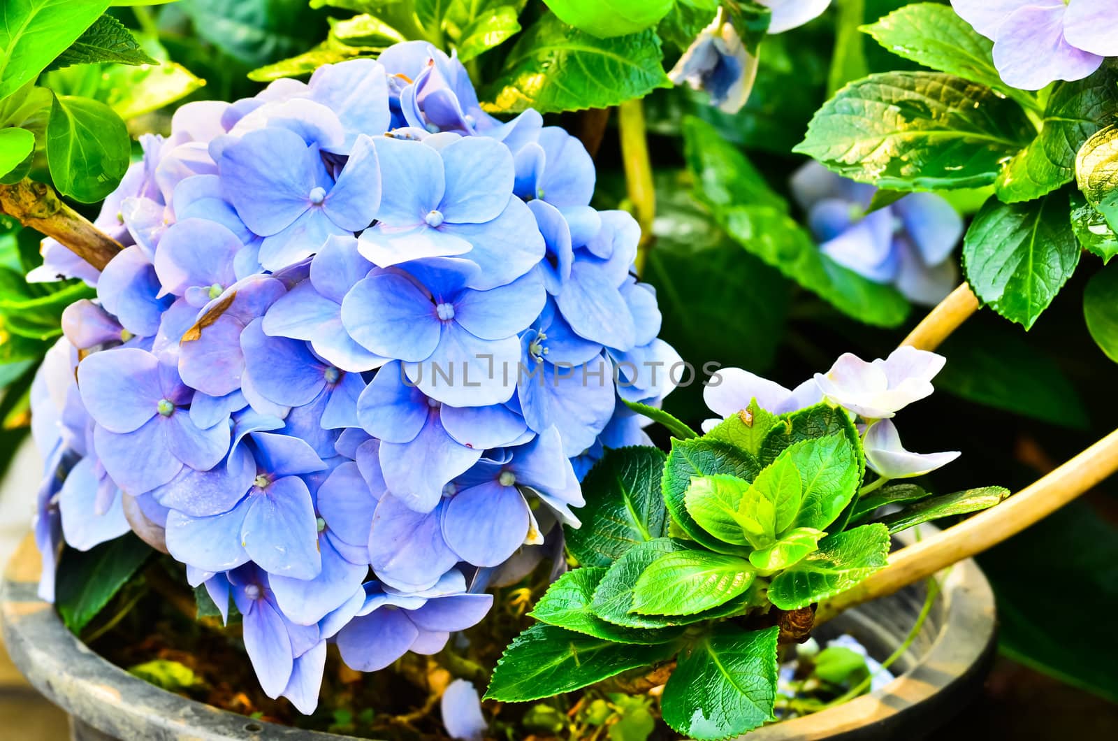 Blue Hydrangea