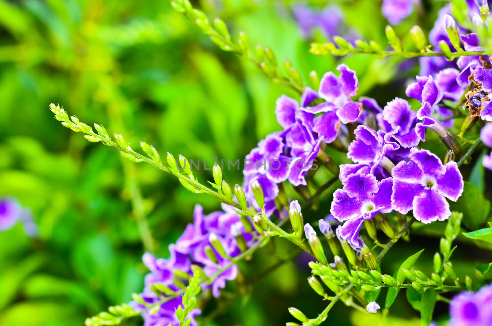 Duranta erecta blooming