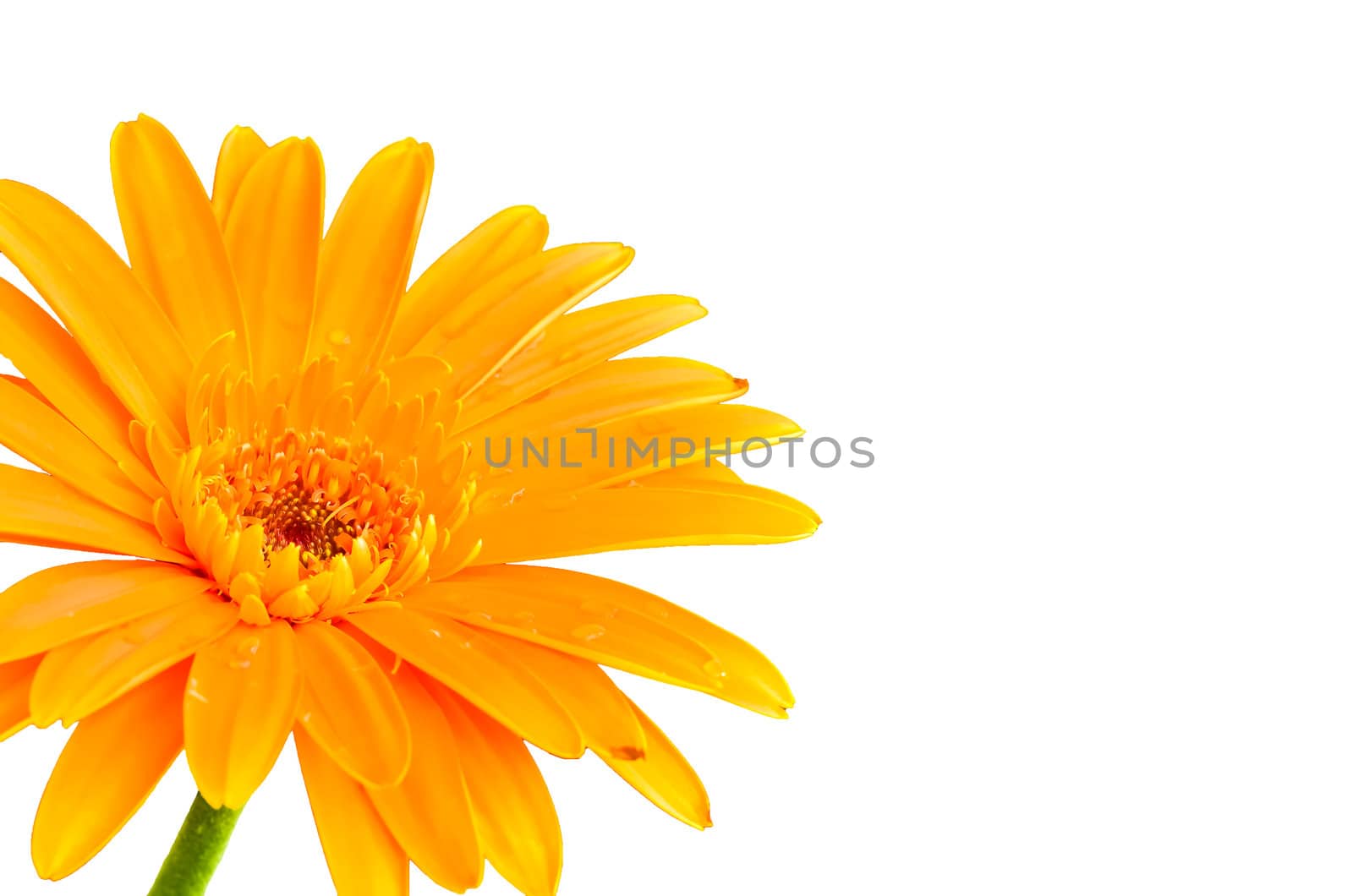 gerbera on white background