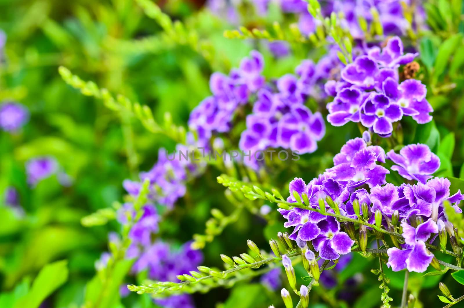 Duranta erecta by raweenuttapong