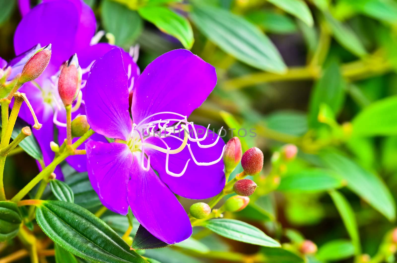 Purple flowers