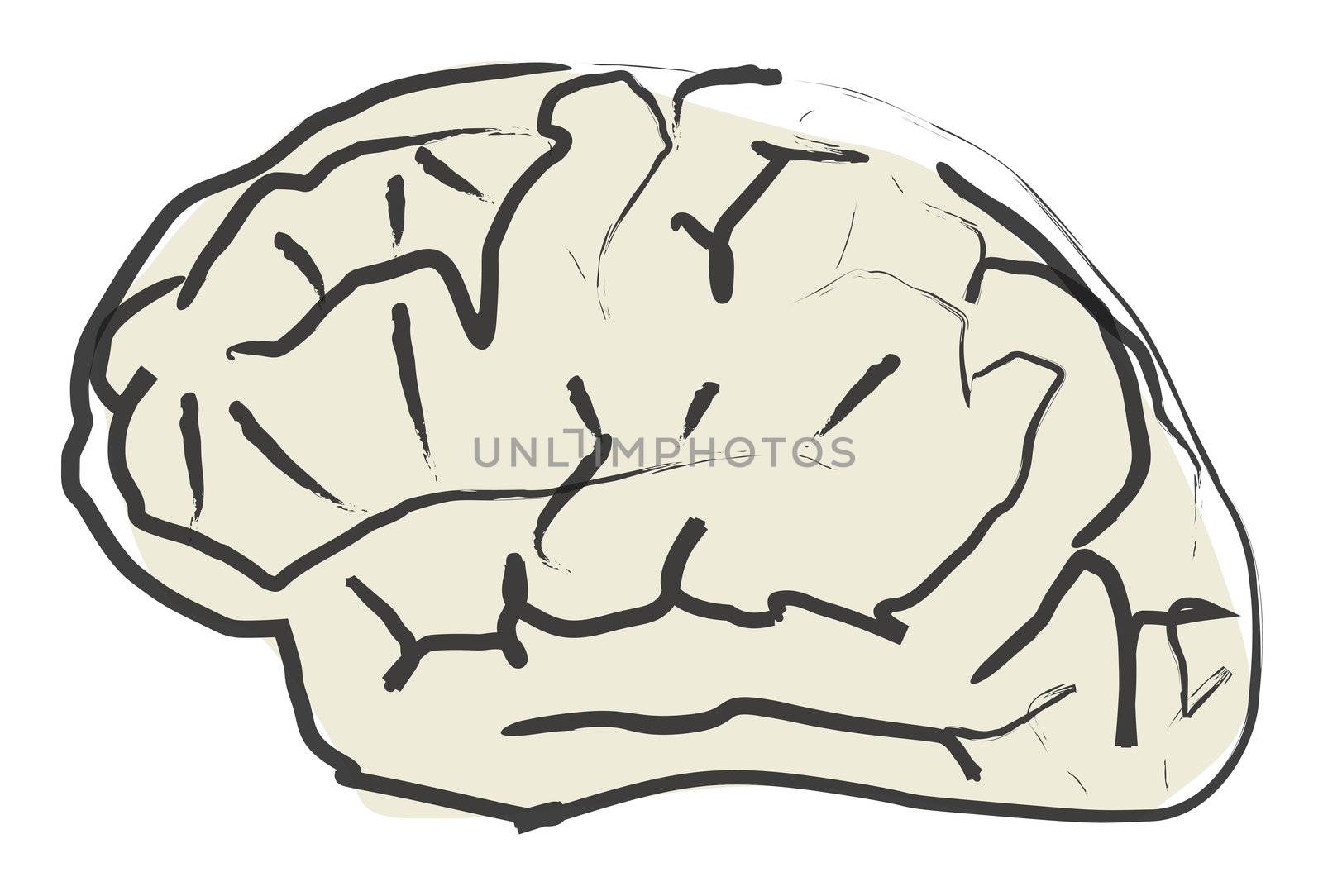 Brain