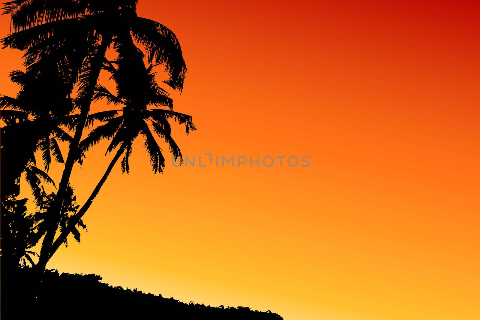 Palm tree by leeser