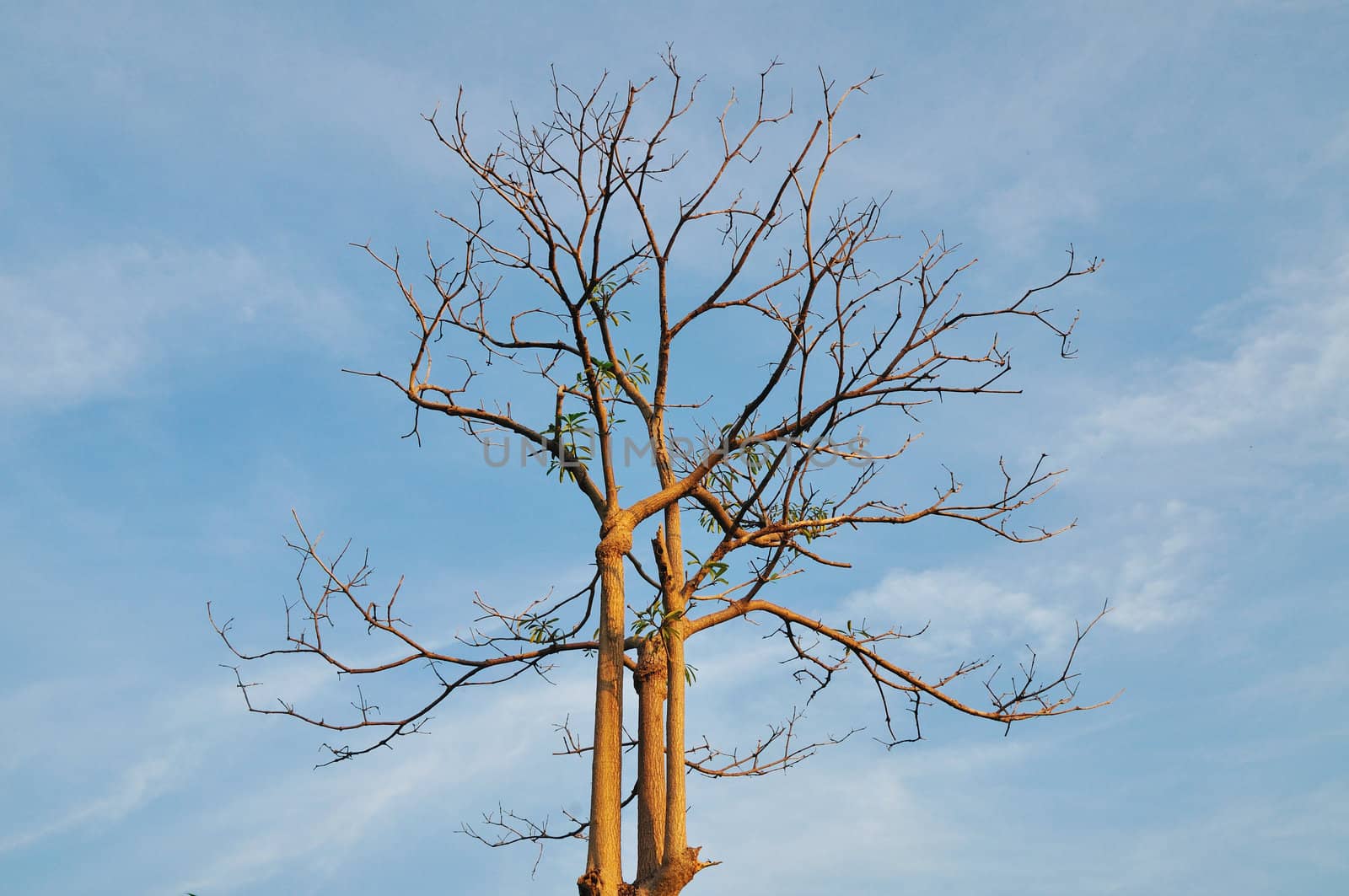 tree shedding leaves in Autumn