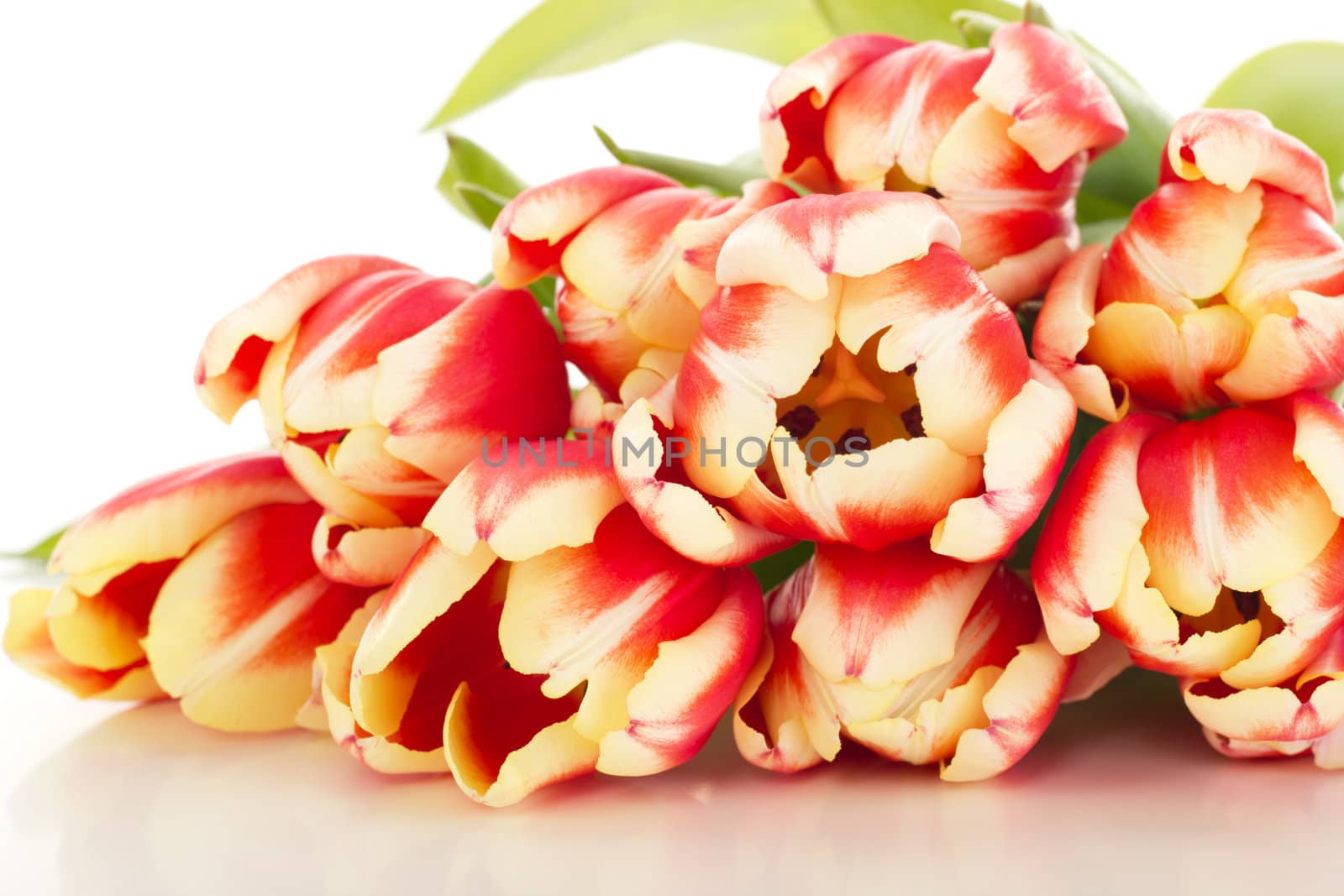 Bunch of tulips