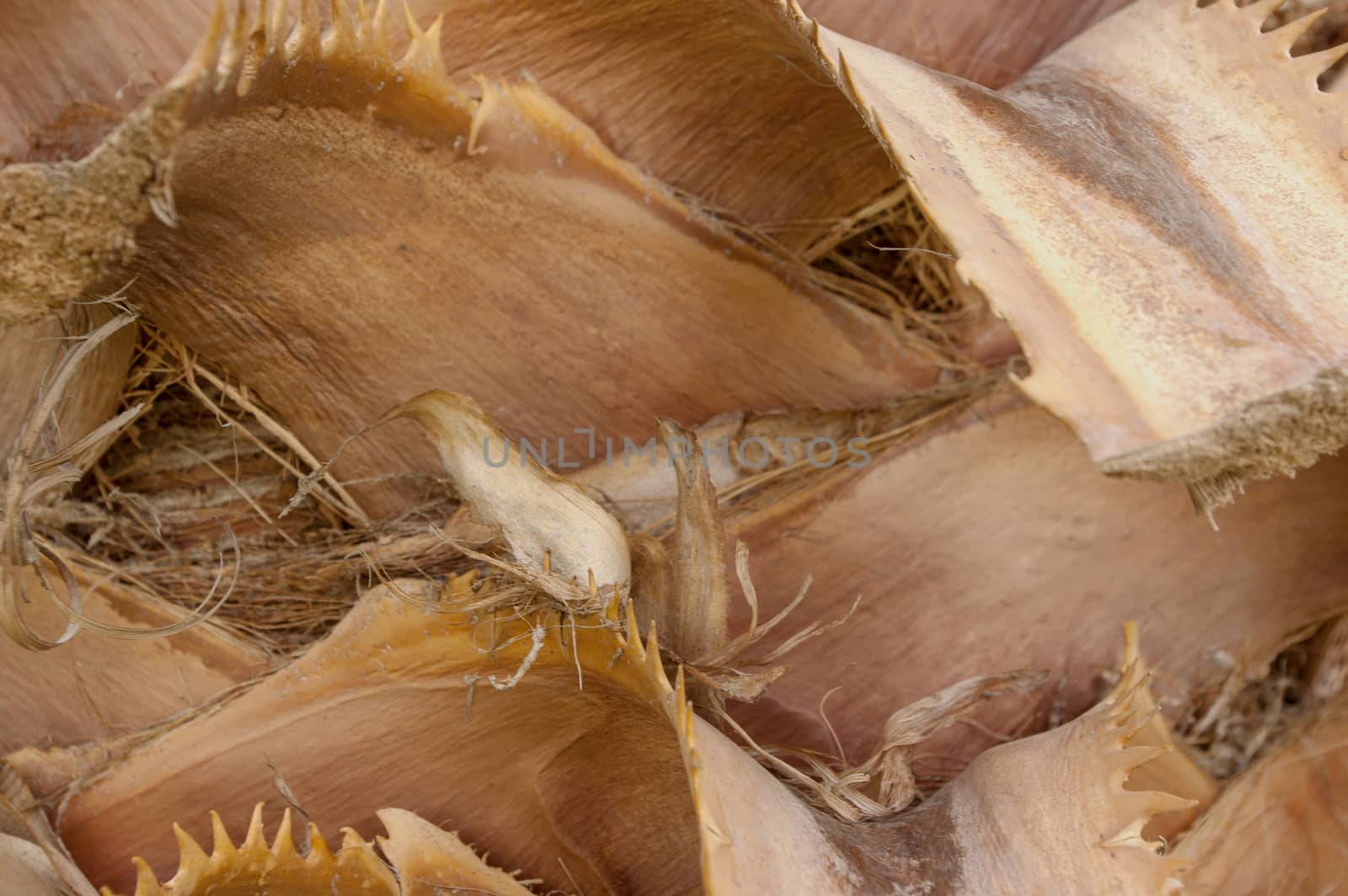 the wood texture of tree bark close-up