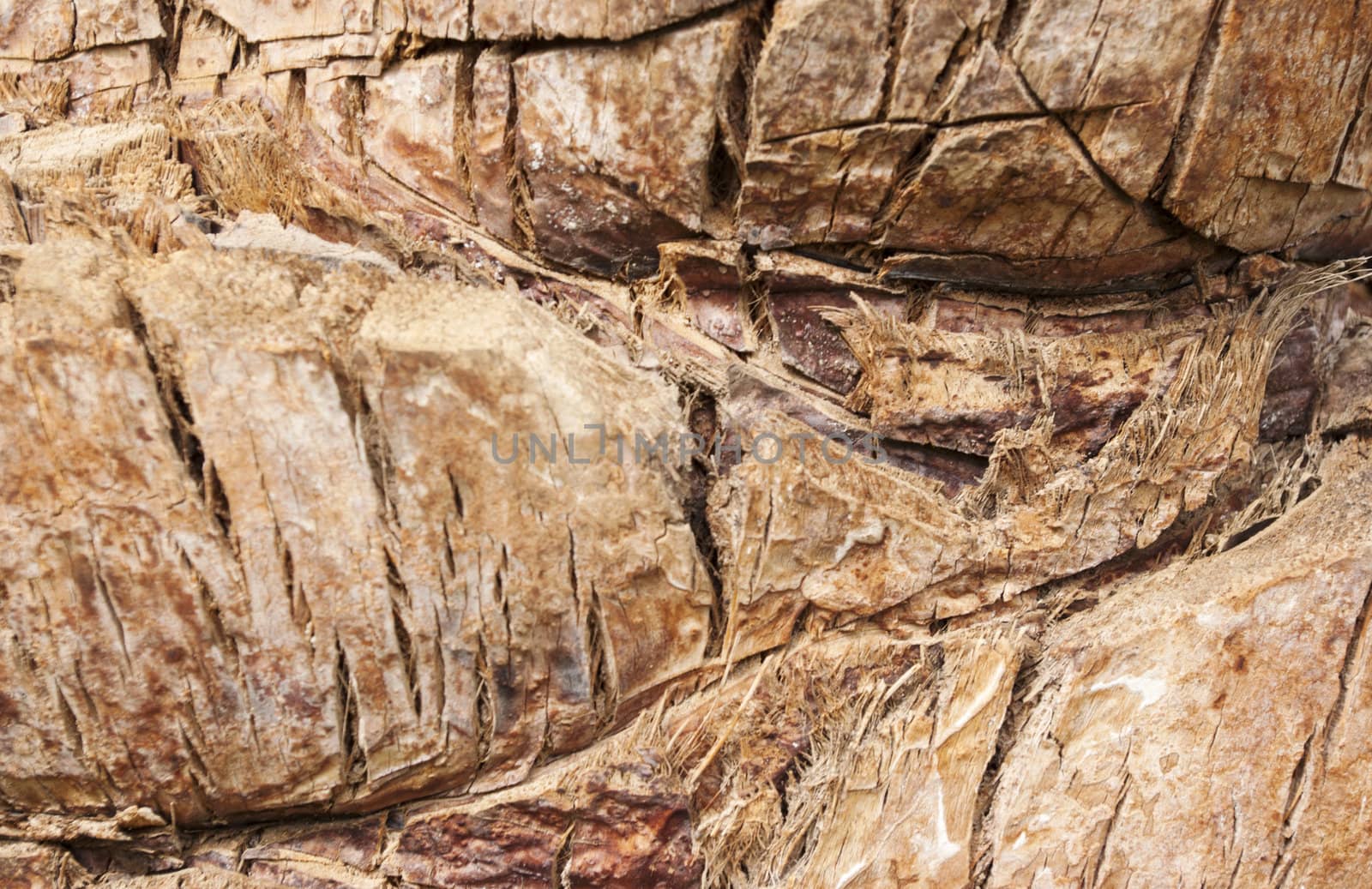 the wood texture of tree bark close-up
