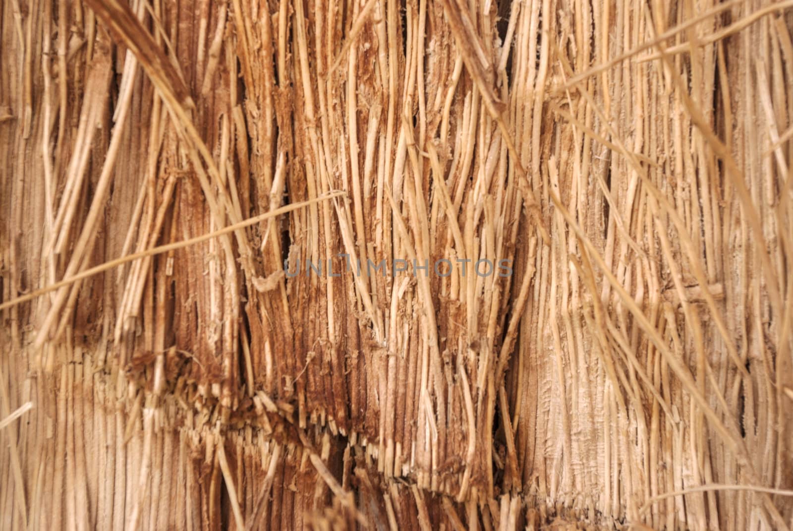 the wood texture of tree bark close-up