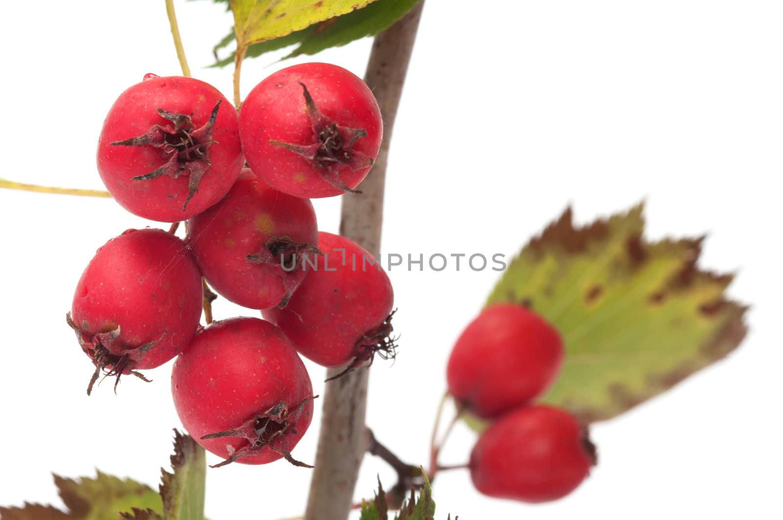 Branch of a hawthorn with berries close up it is isolated on a white background.