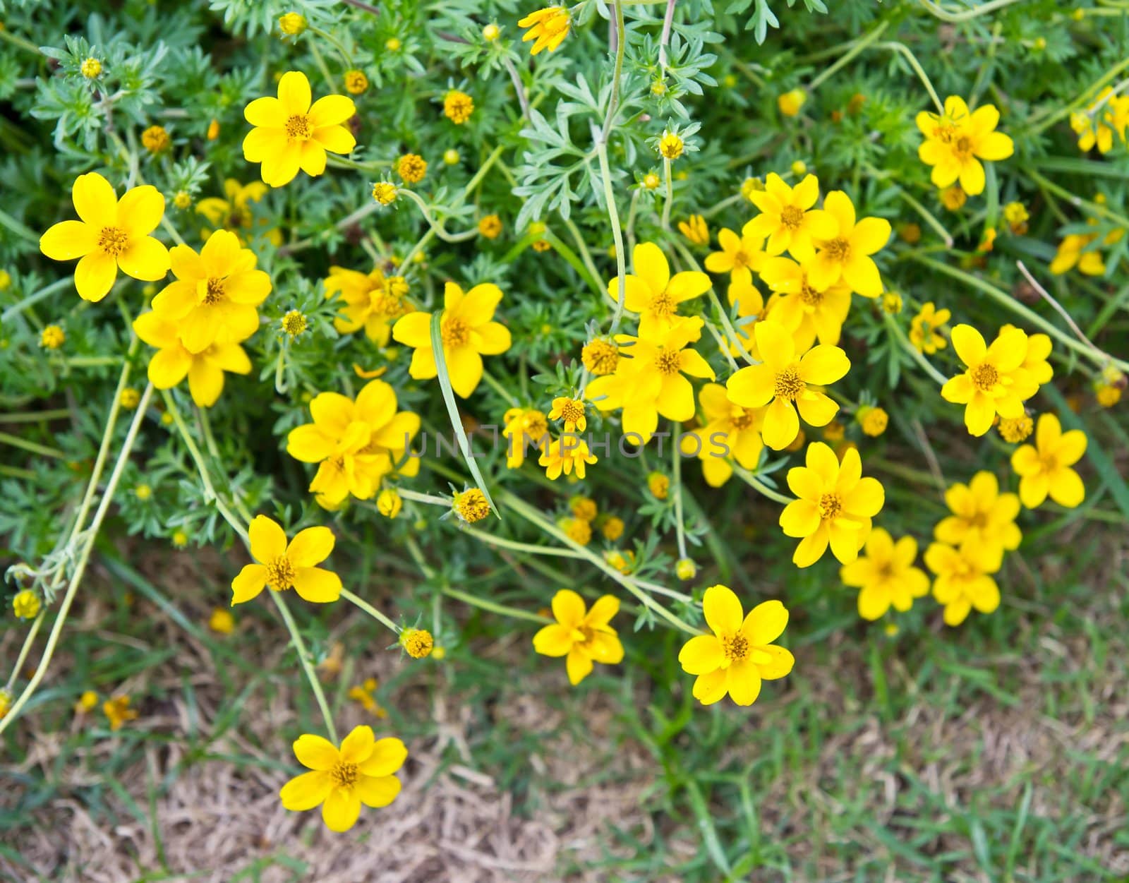 Yellow cosmos flower by Myimagine