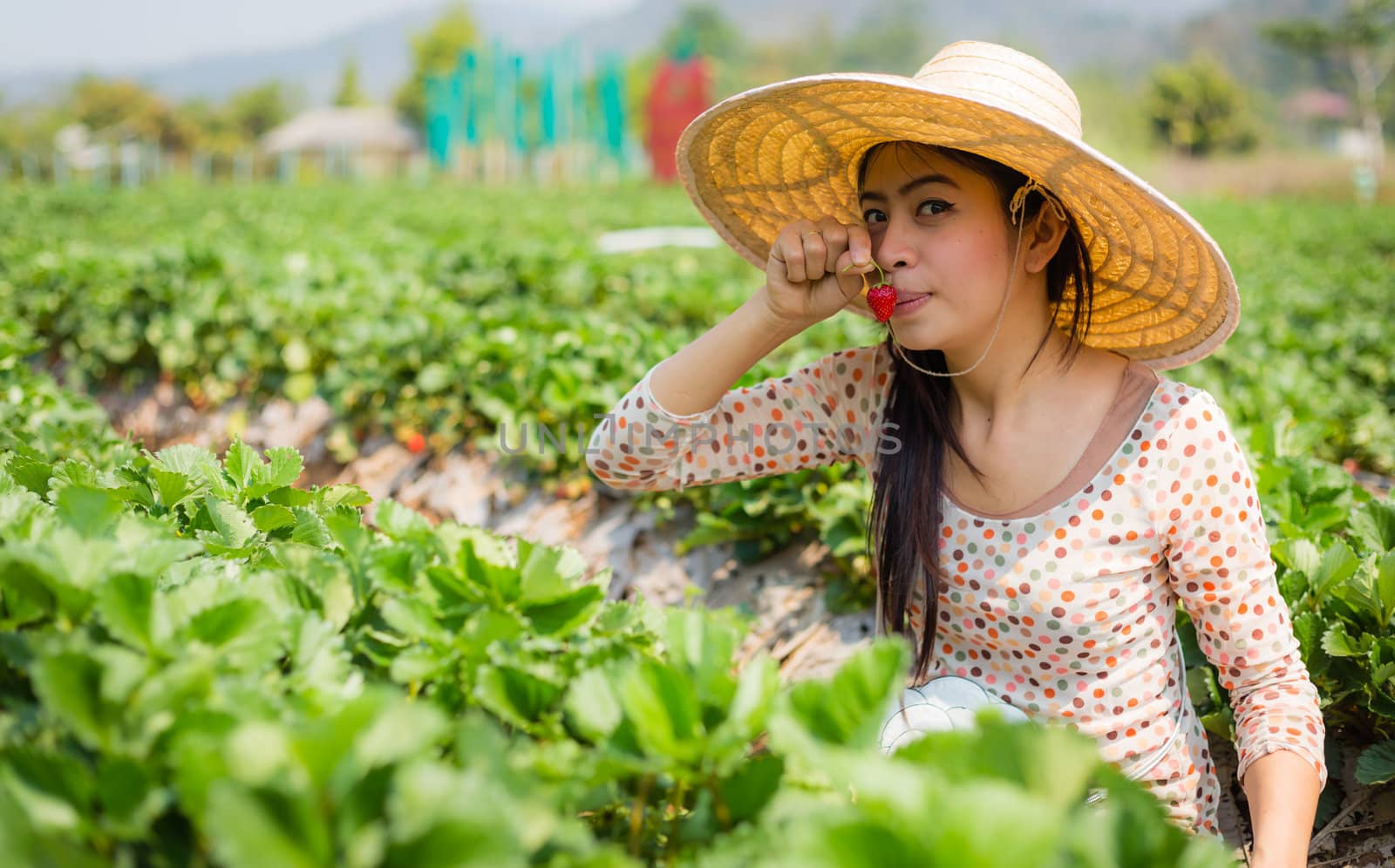 asian girl harvesting strawberry in strawberry farm by moggara12