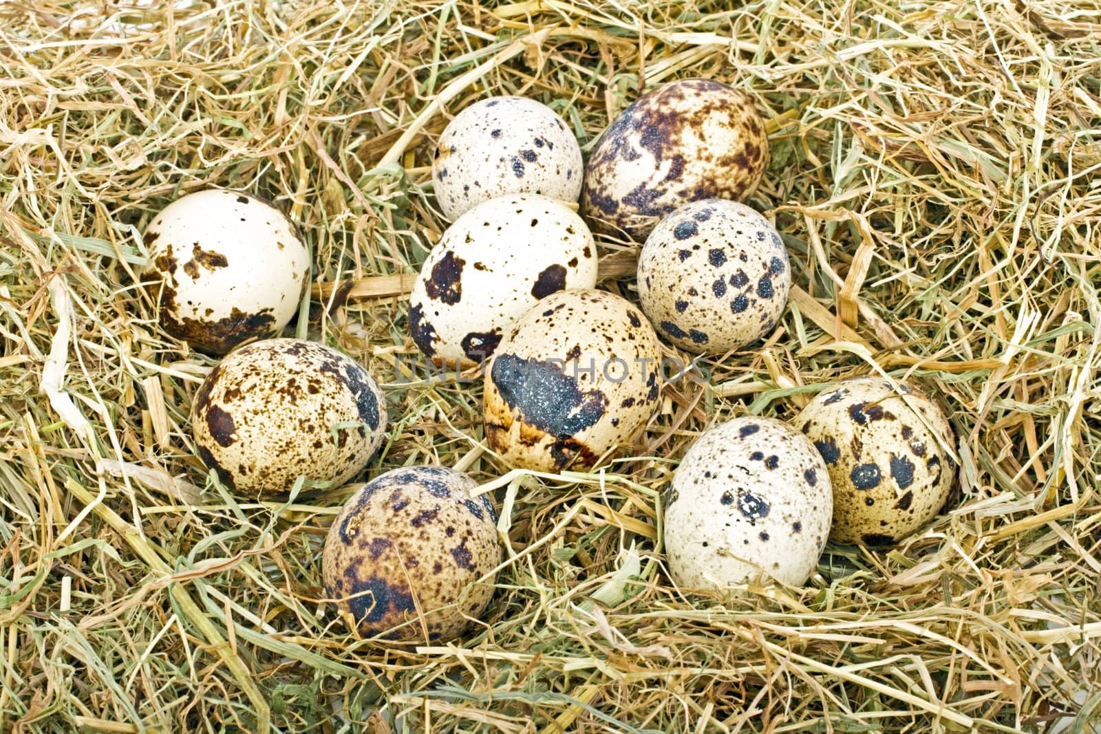 Quail eggs in straw
